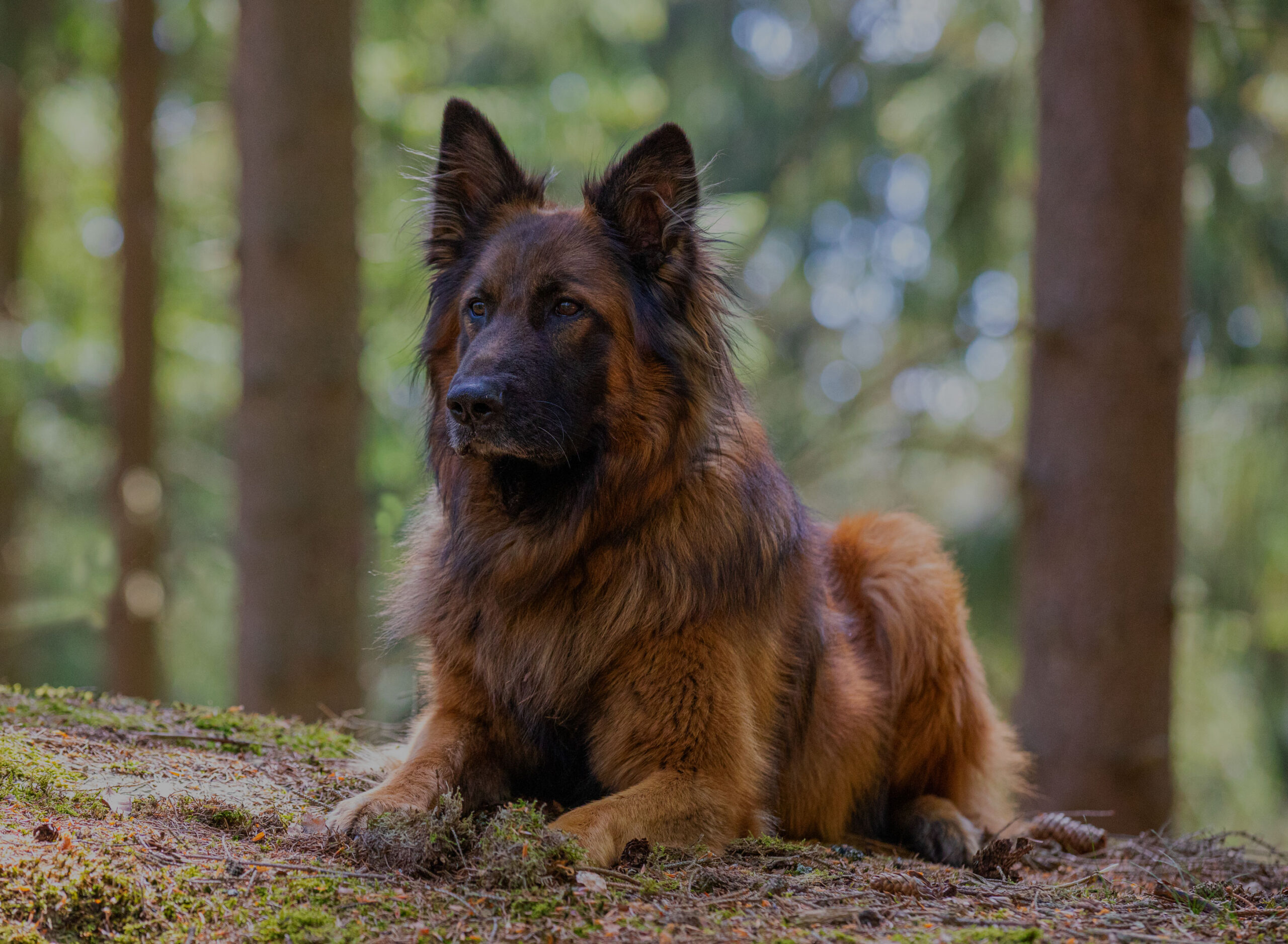 Hundeportrait von sitzendem Hund im Wald