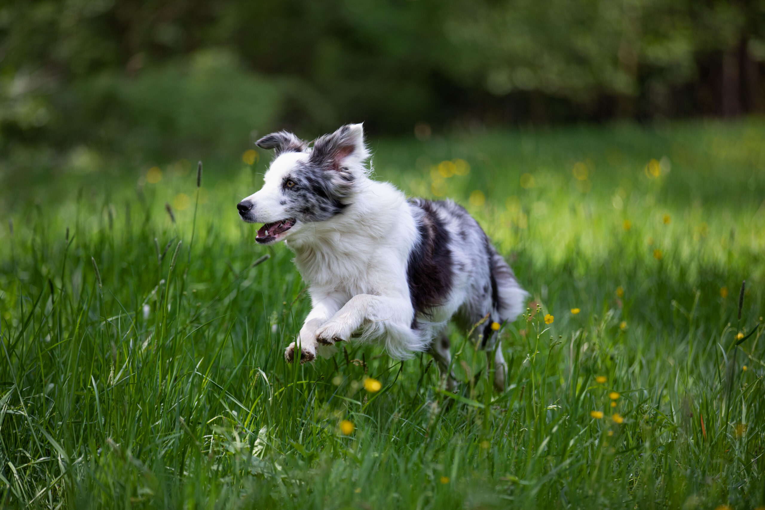 Hund springt durchs grüne Gras