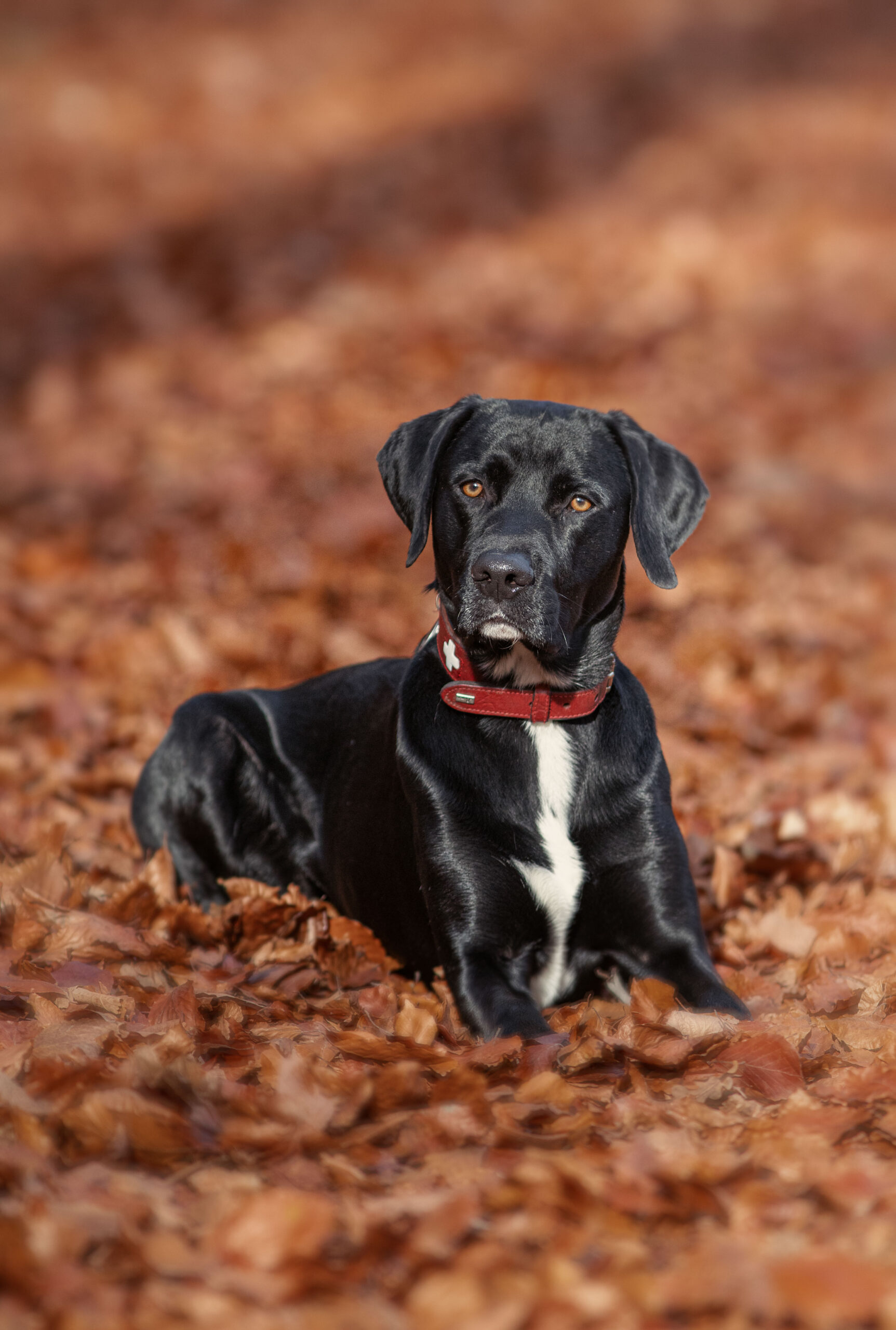 Hund liegt im Herbstlaub