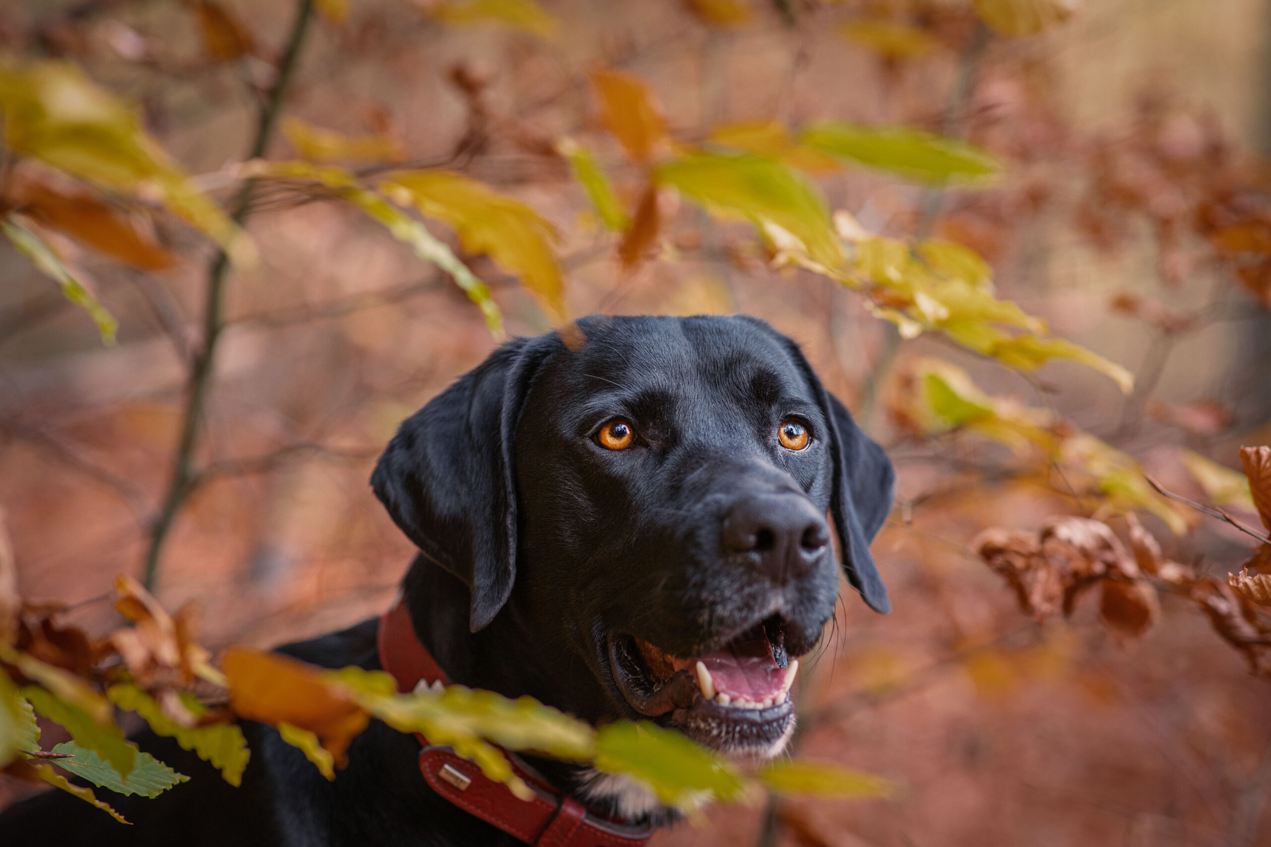 Hund schaut durchs Herbstlaub