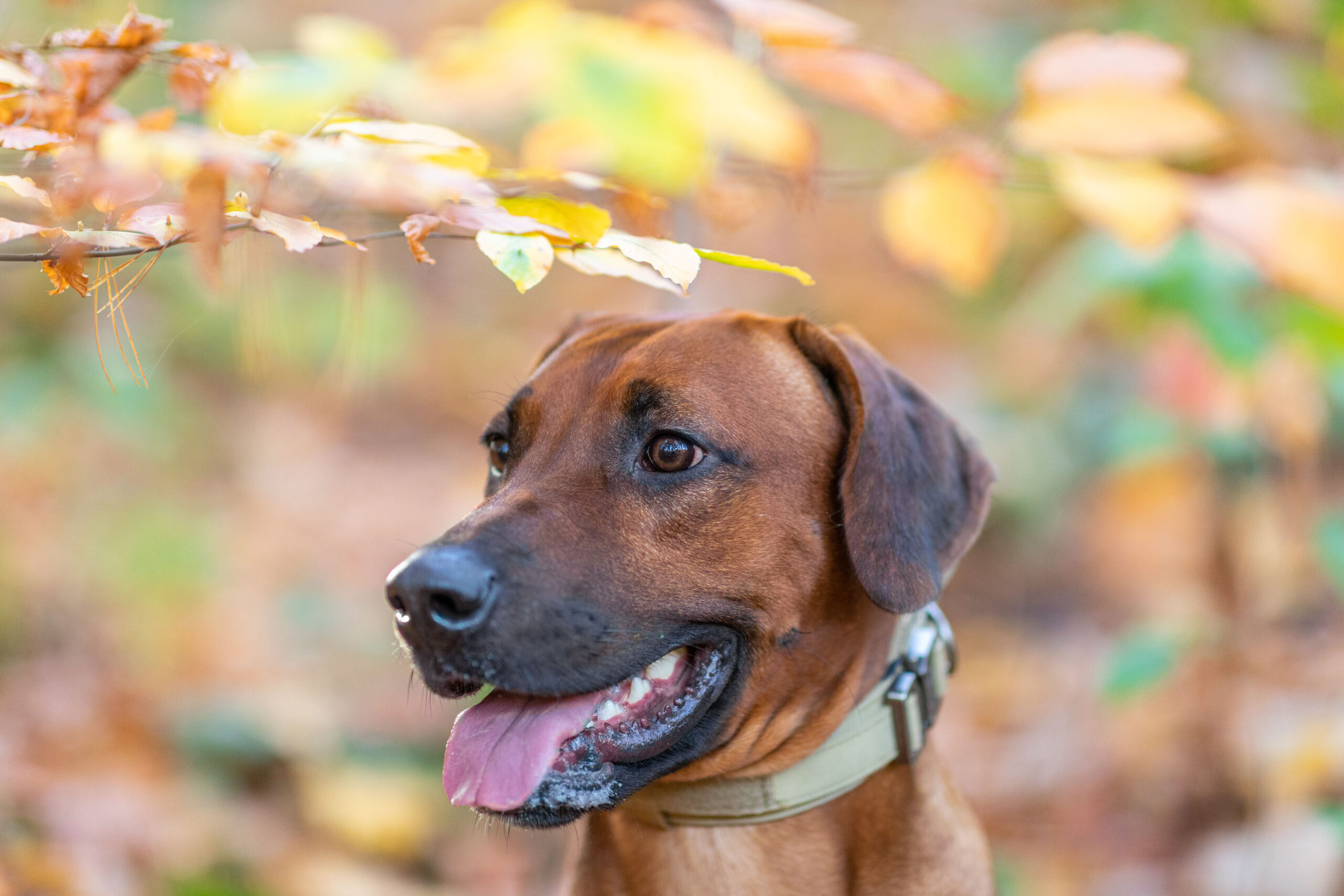 Rhodesian Ridgeback schaut durchs Herbstlaub