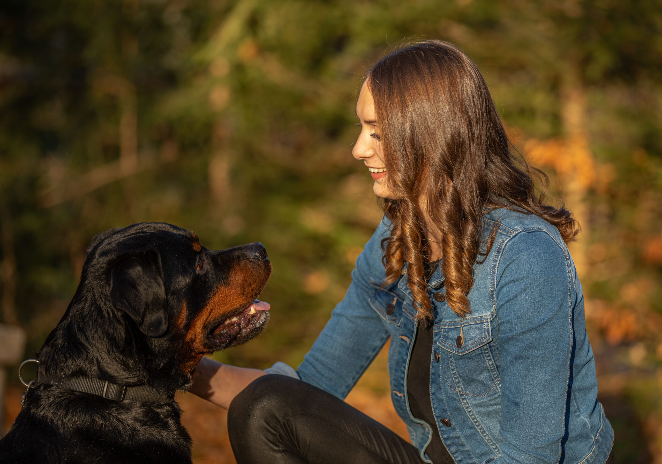 Rottweilerrüde schaut seine Herrin an,Hunde und Pferdefotografie im Erzgebirge, Hunde und Pferdeshooting im Erzgebirge. Emotionale Hundeportraits