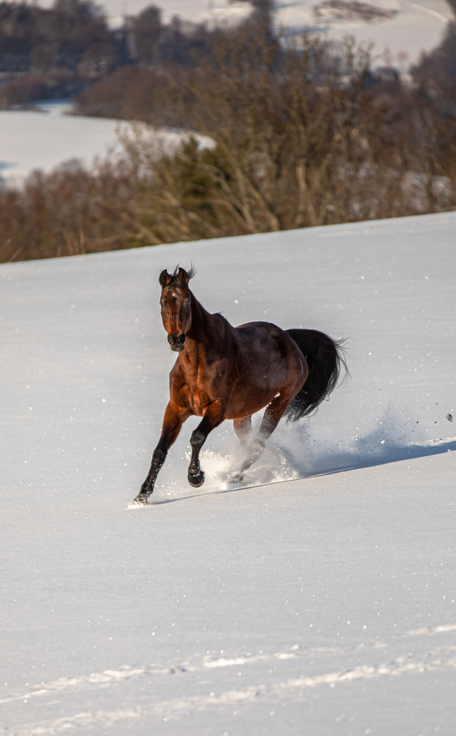 Pferd rennt durch Schnee