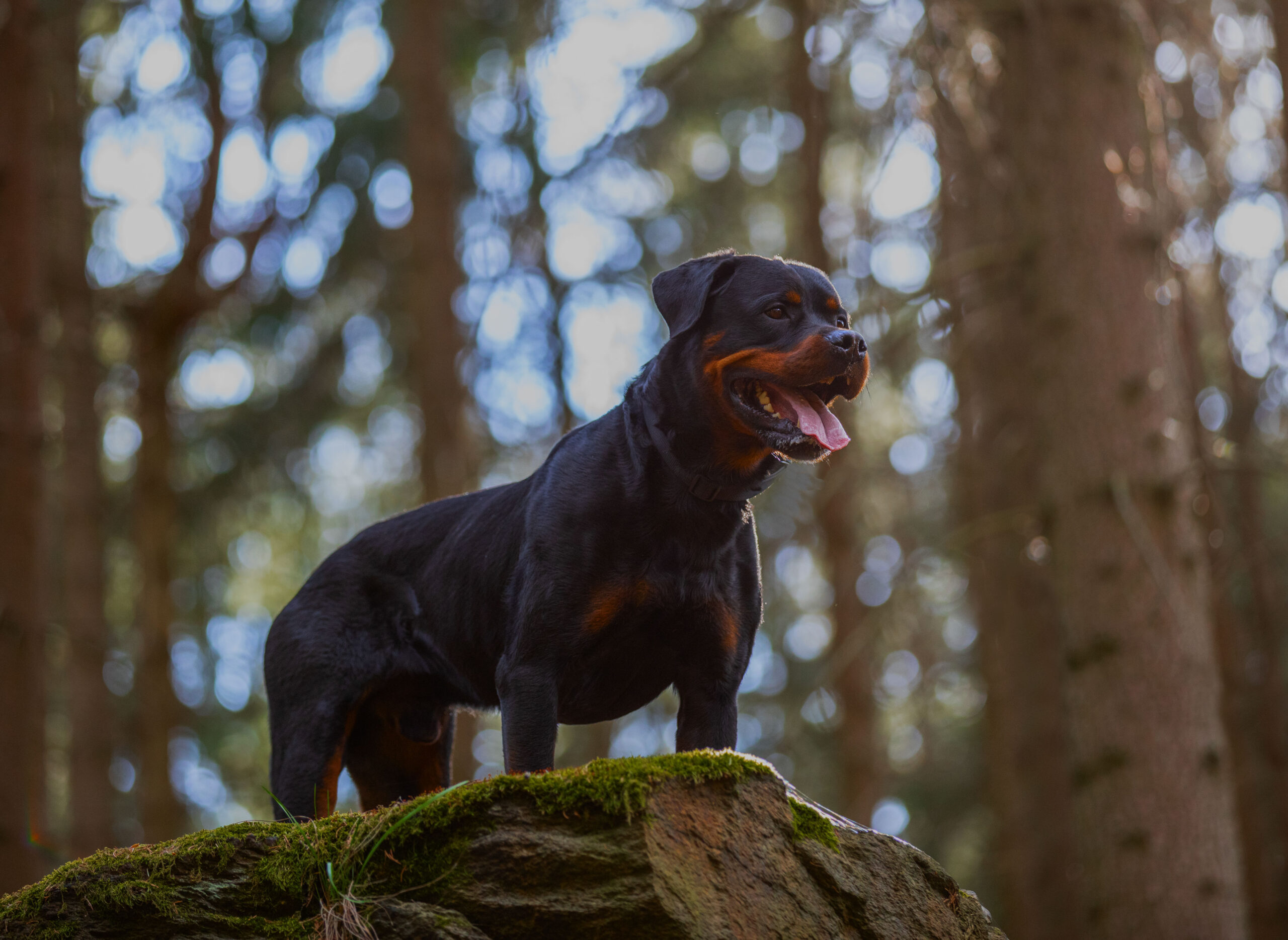 Rottweiler steht auf Felsen