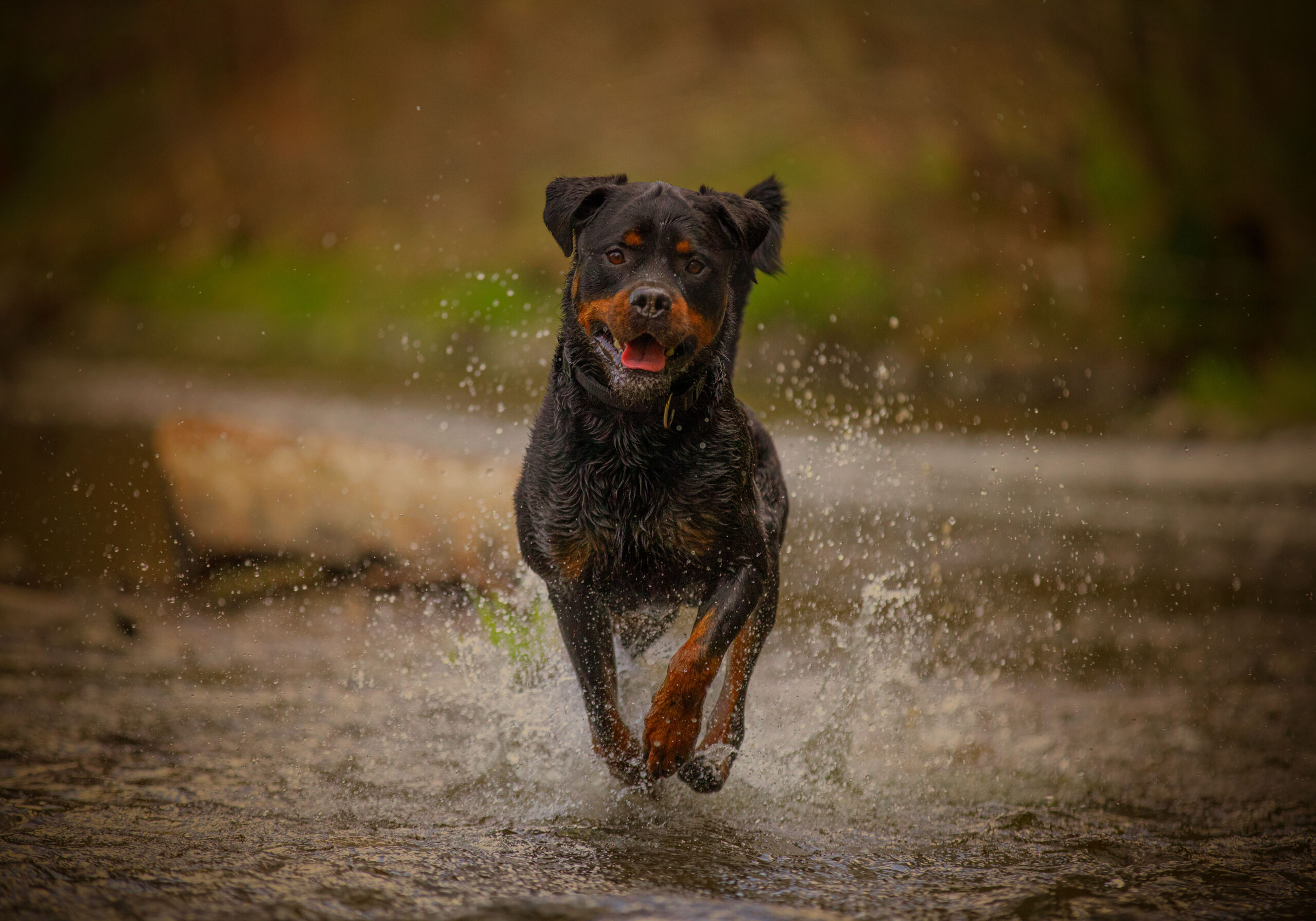 Rottweiler rennt durch die Zschopau,Hunde und Pferdefotografie im Erzgebirge, Hunde und Pferdeshooting im Erzgebirge.