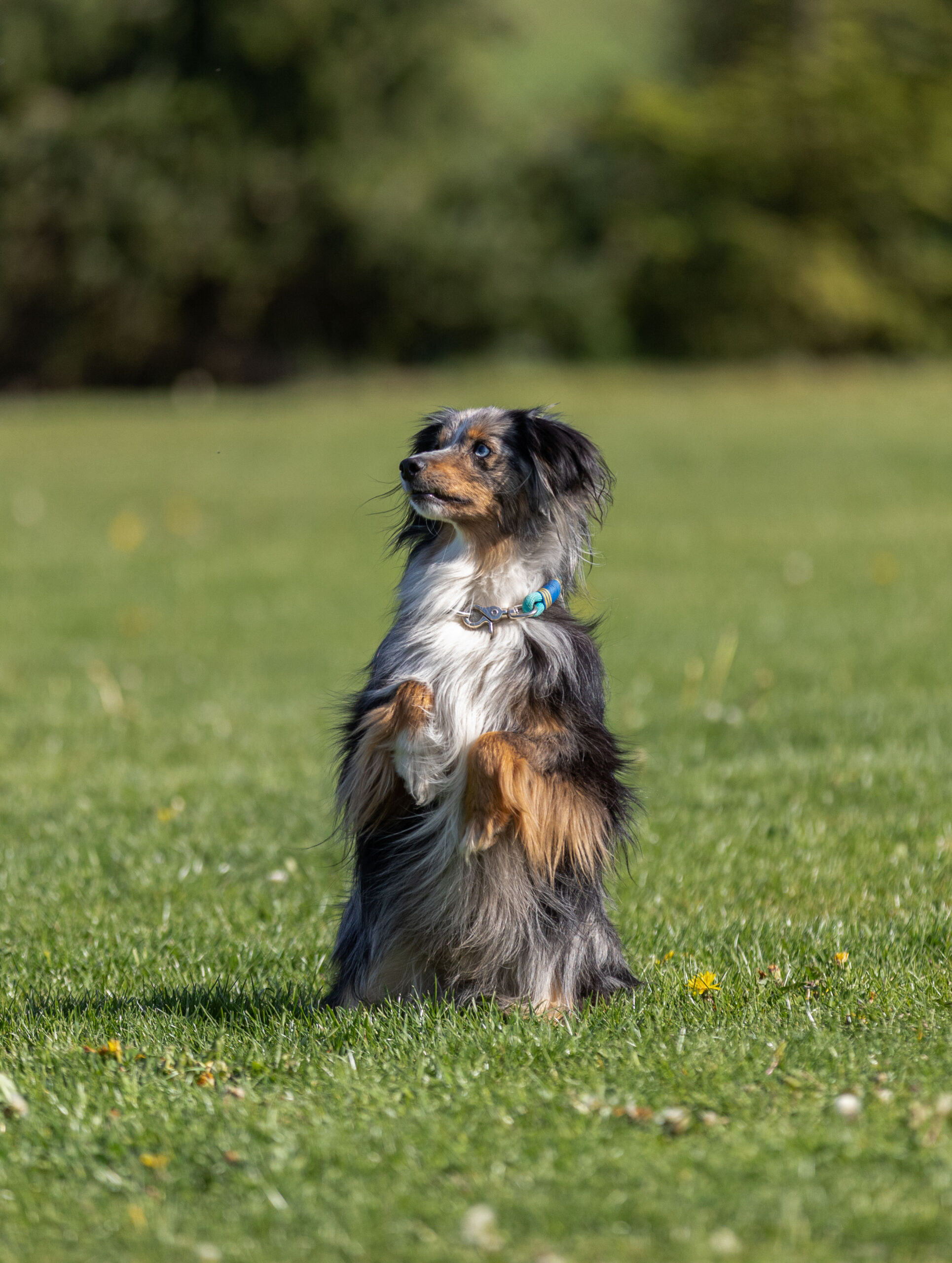 Süsser kleiner Hund macht Männchen, Emotionale Hundeportraits