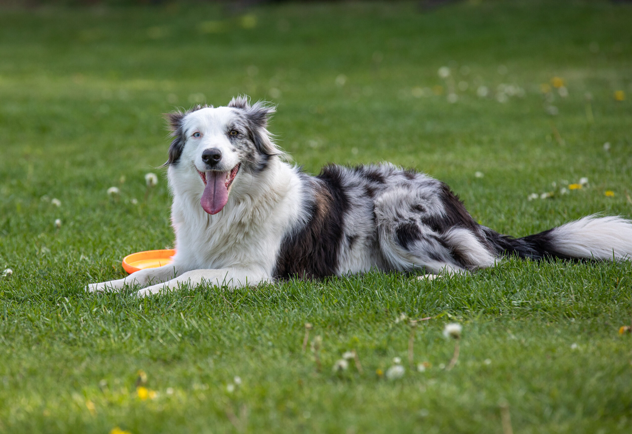 Hund liegt auf Wiese