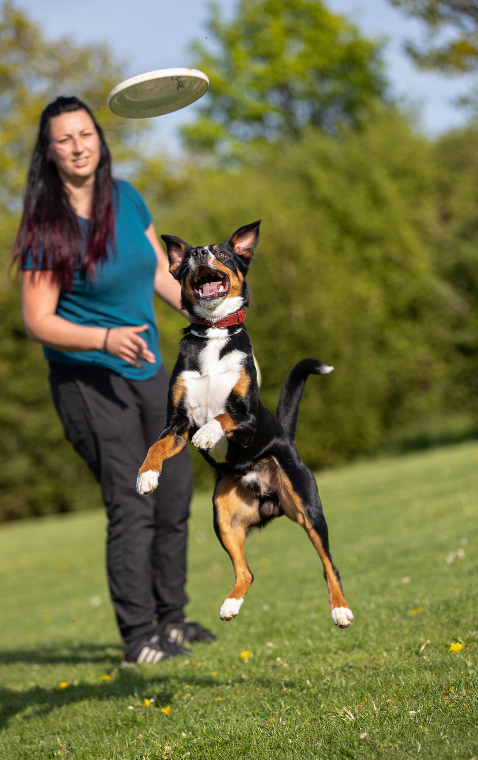 Hund springt nach Frisbeescheibe, Dippest flying mountain dogs, Hundesport, Hunde und Pferdefotografie im Erzgebirge, Hunde und Pferdeshooting im Erzgebirge.