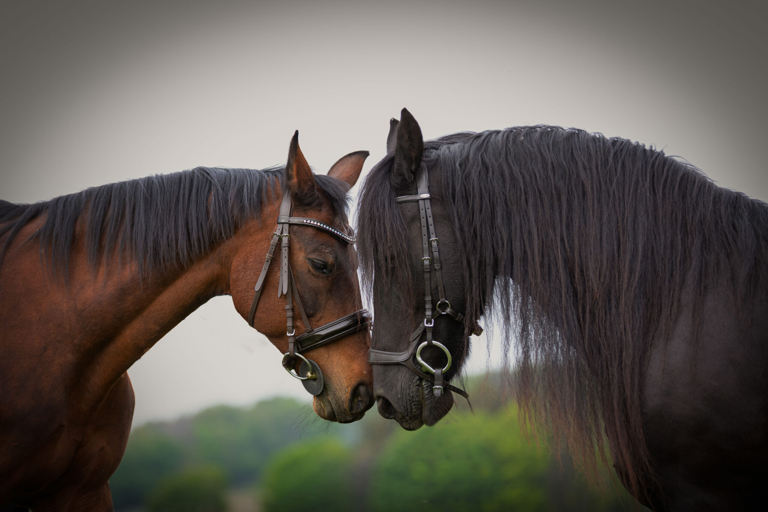 Pferdeliebe, Horselovers, emotionale Pferdeportraits