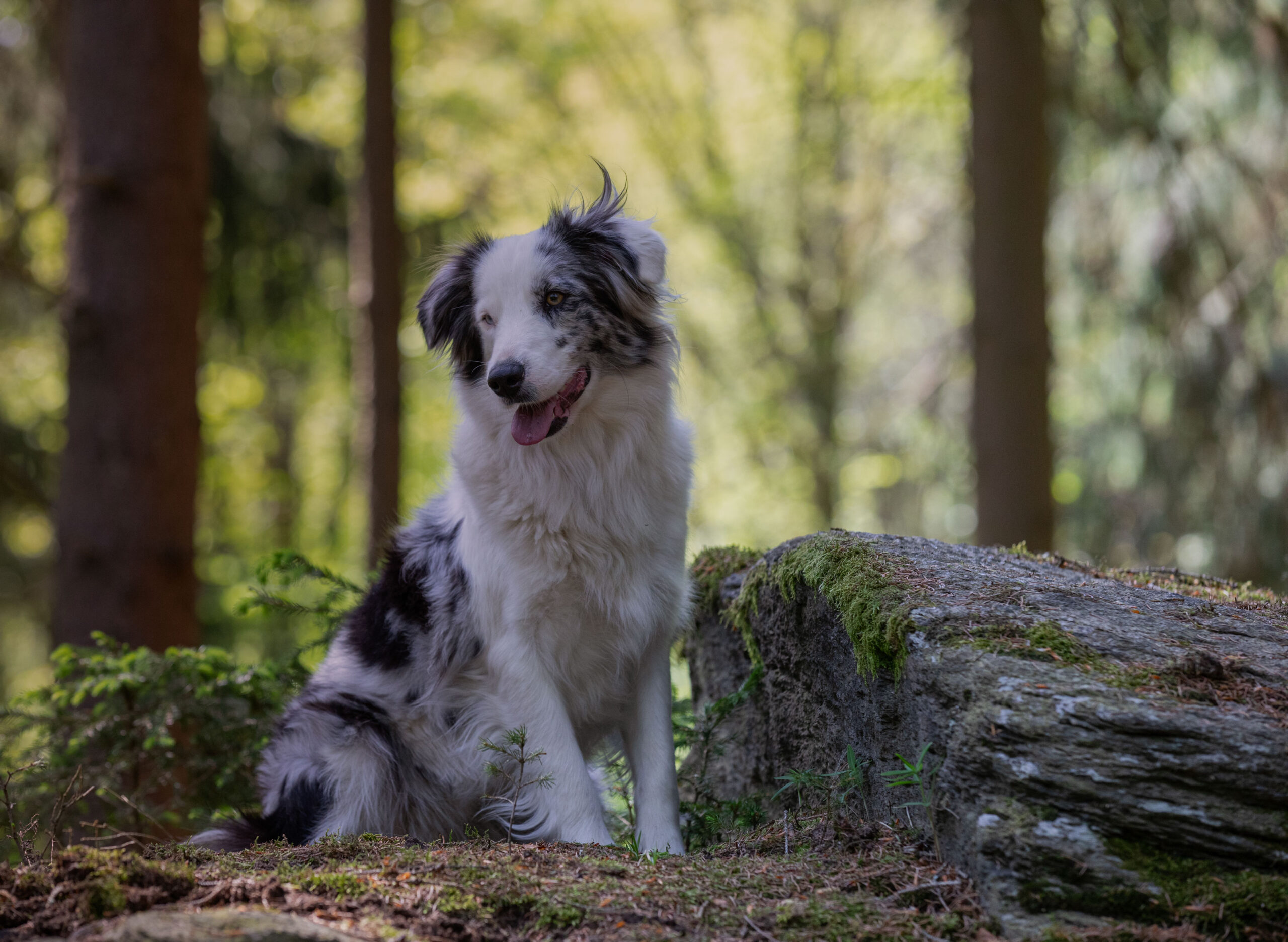 Hund sitzt am bemoosten Stein,Hunde und Pferdefotografie im Erzgebirge, Hunde und Pferdeshooting im Erzgebirge.