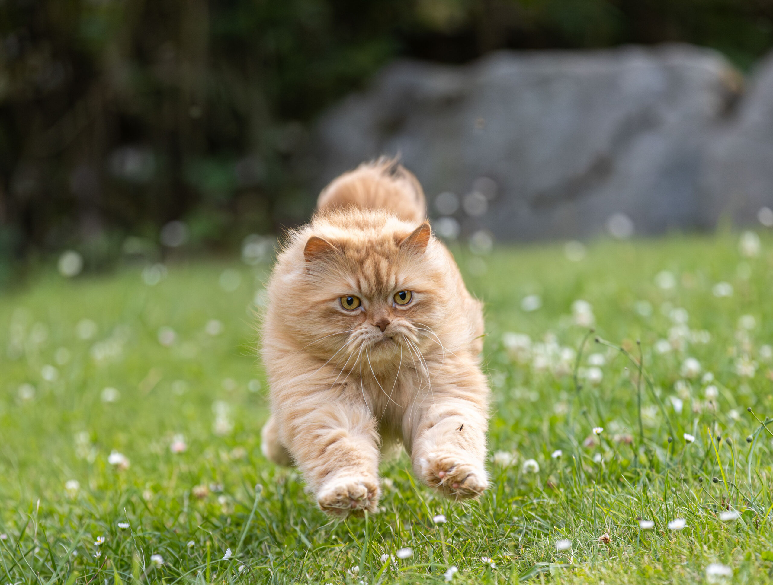 Perserkater rennt auf mich zu