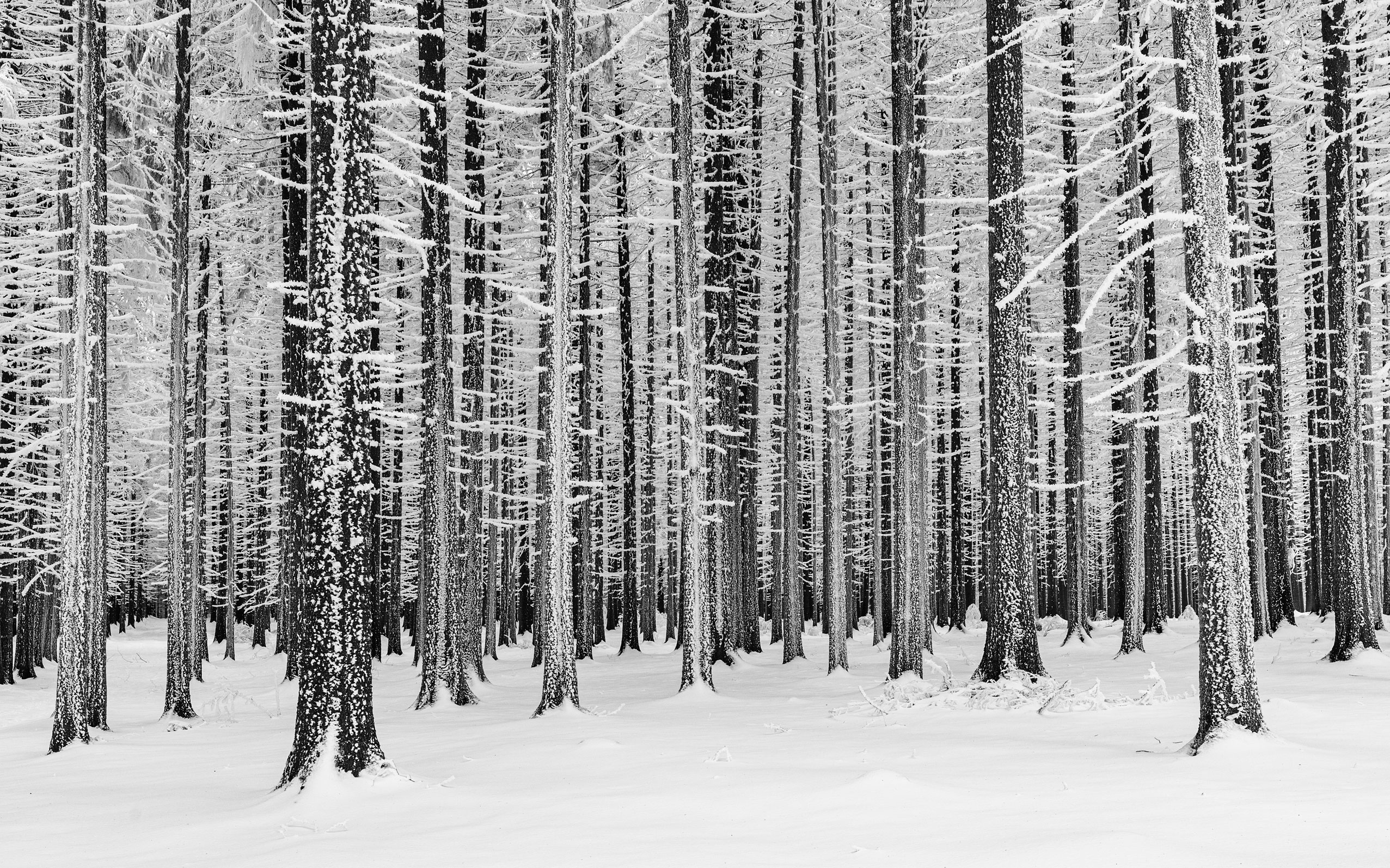 Bizarre Winterwald im Erzgebirge