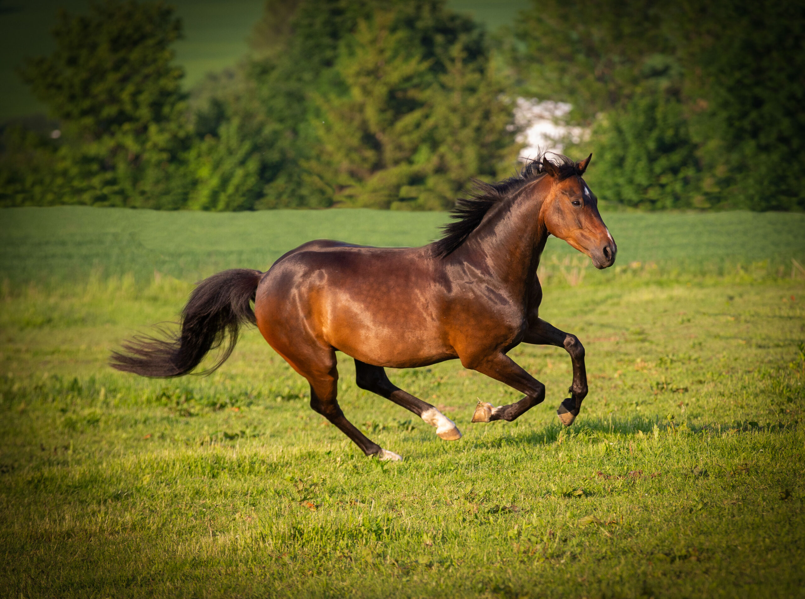 Pferd rennt über die Weide,Hunde und Pferdefotografie im Erzgebirge, Hunde und Pferdeshooting im Erzgebirge.