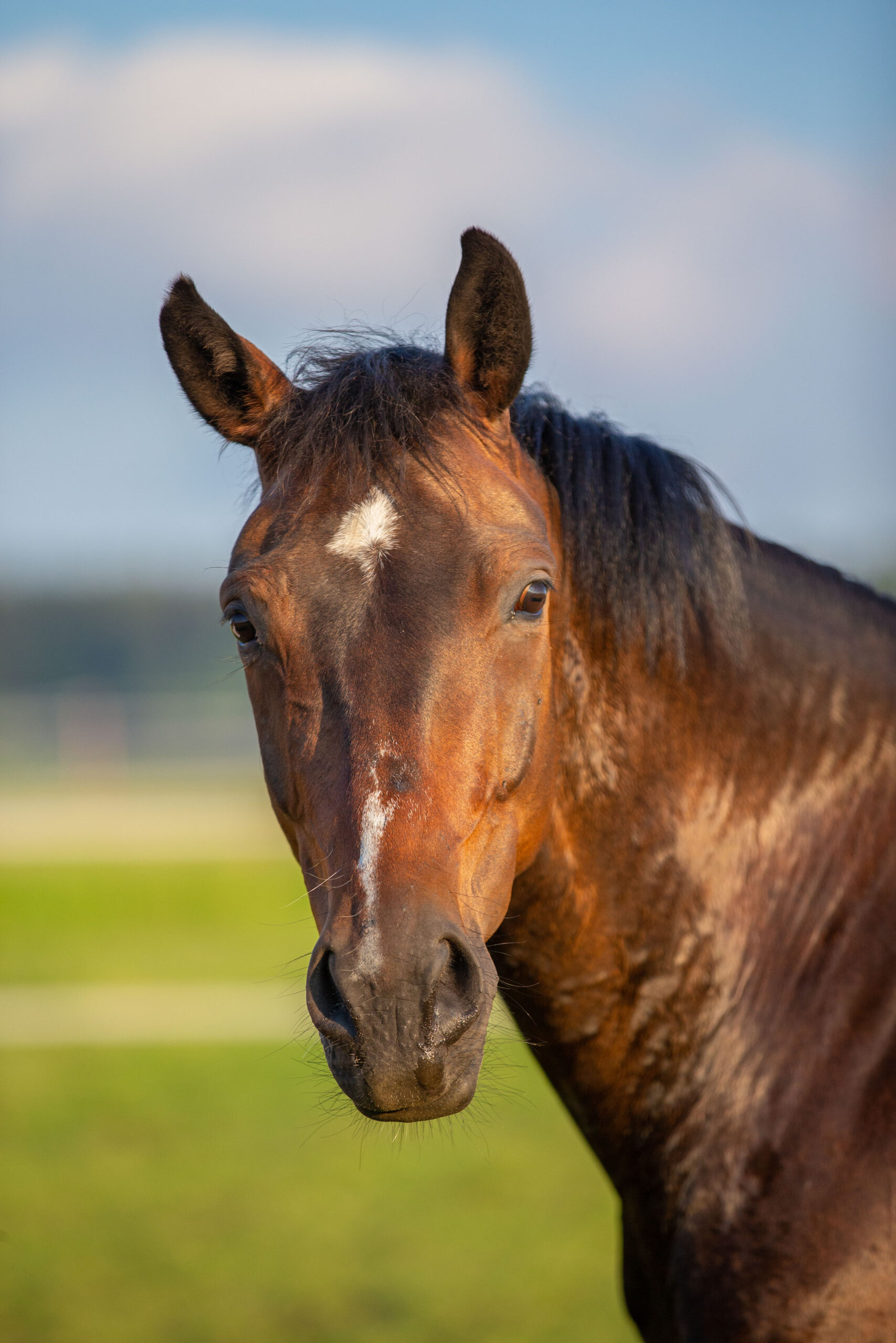 Kopfportrait eines Pferdes