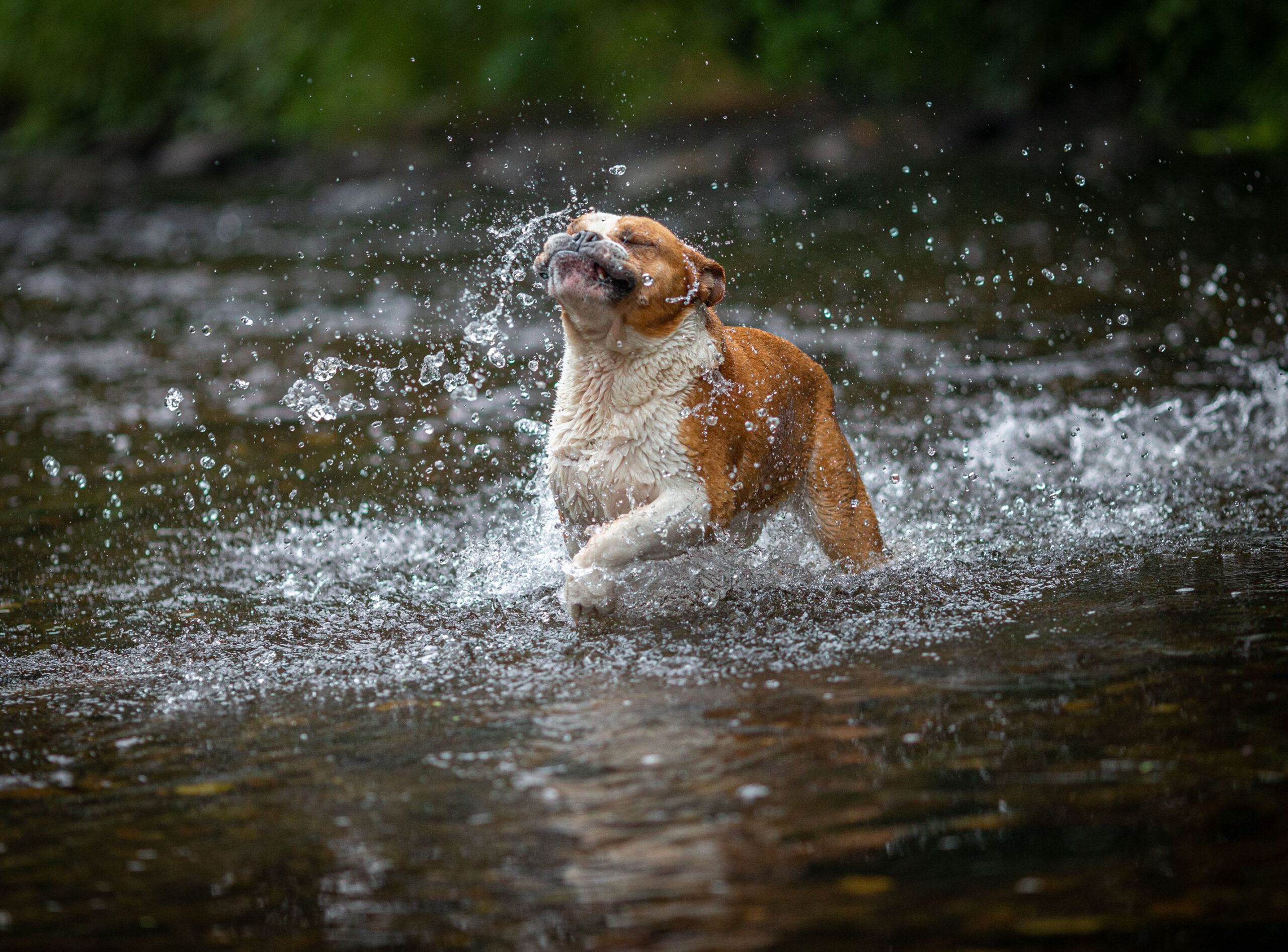 Hund badet in der Zschopau, Hundeshooting in Thermalbad-Wiesenbad