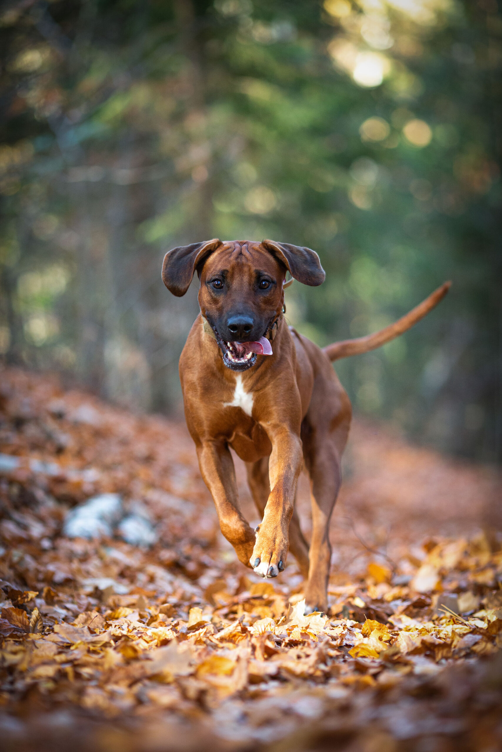 Rhodesian Ridgeback rennt durch den Wald,Hunde und Pferdefotografie im Erzgebirge, Hunde und Pferdeshooting im Erzgebirge.