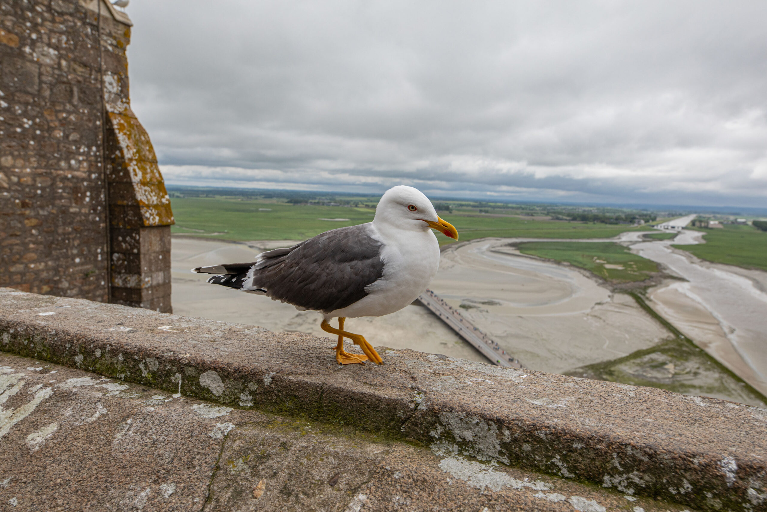 Eine Möwe auf der Mauer des Le Mont-Saint-Michel