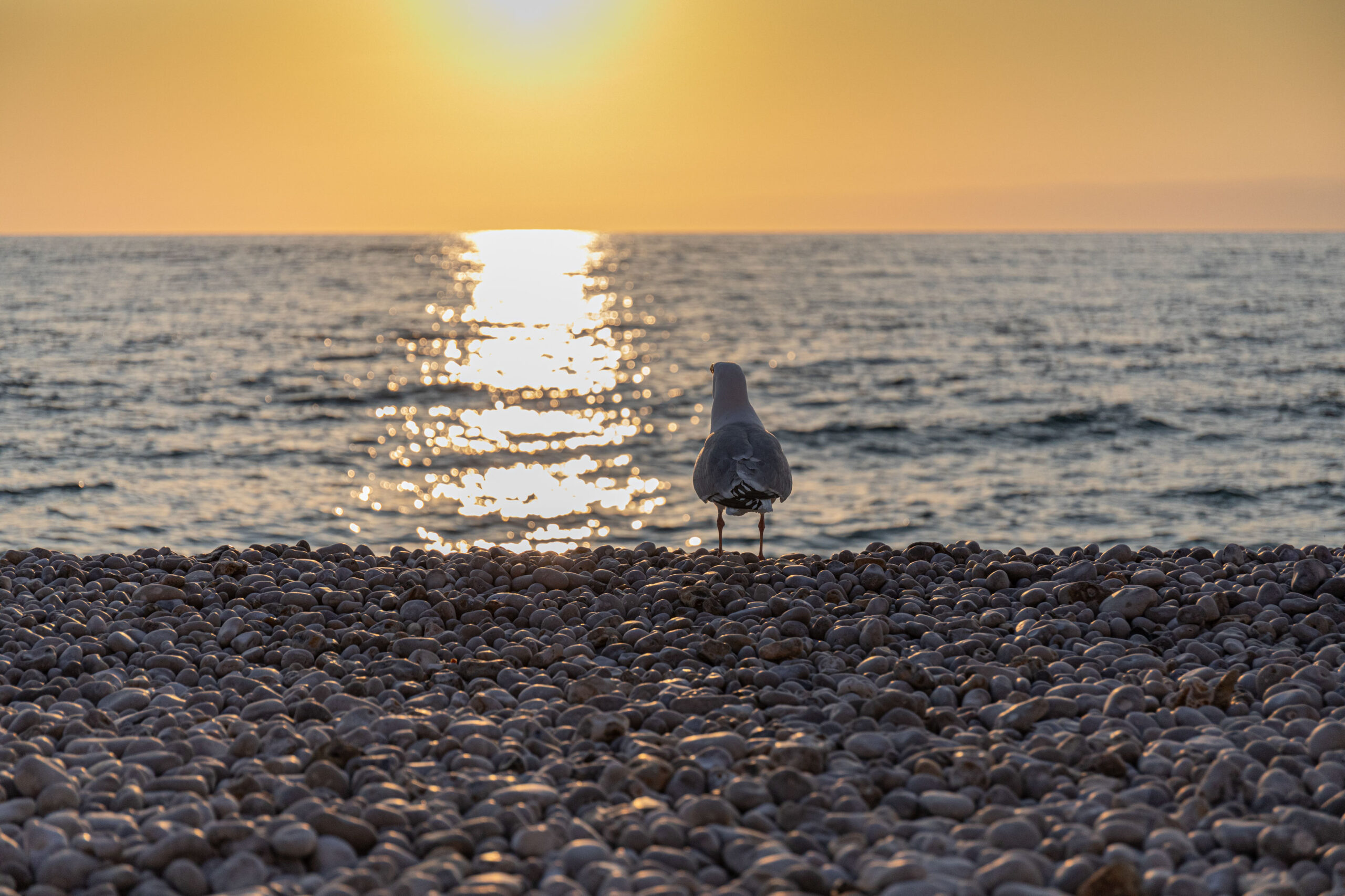 Möwe genießt den Sonnenuntergang