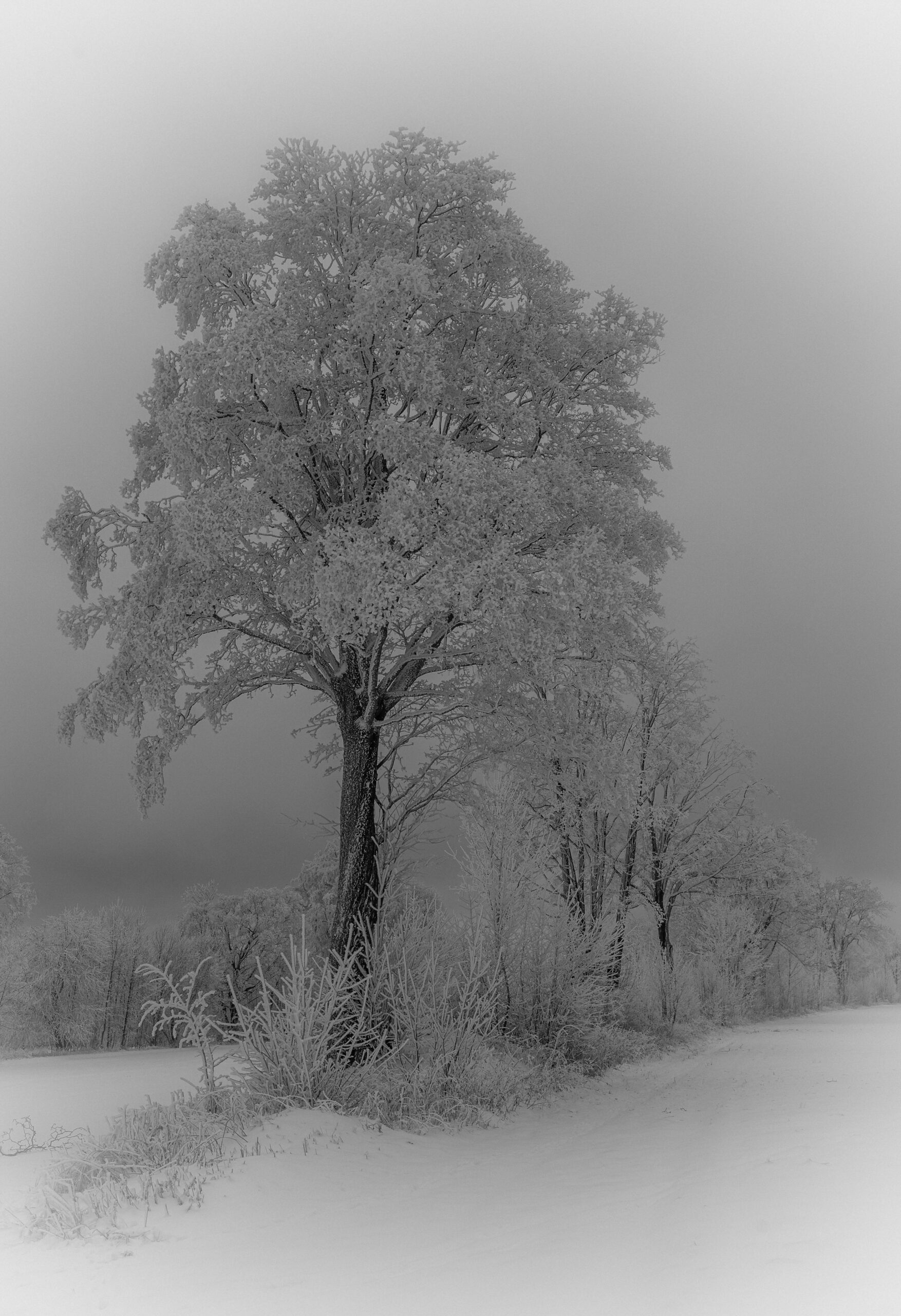 Baumreihe im Winter