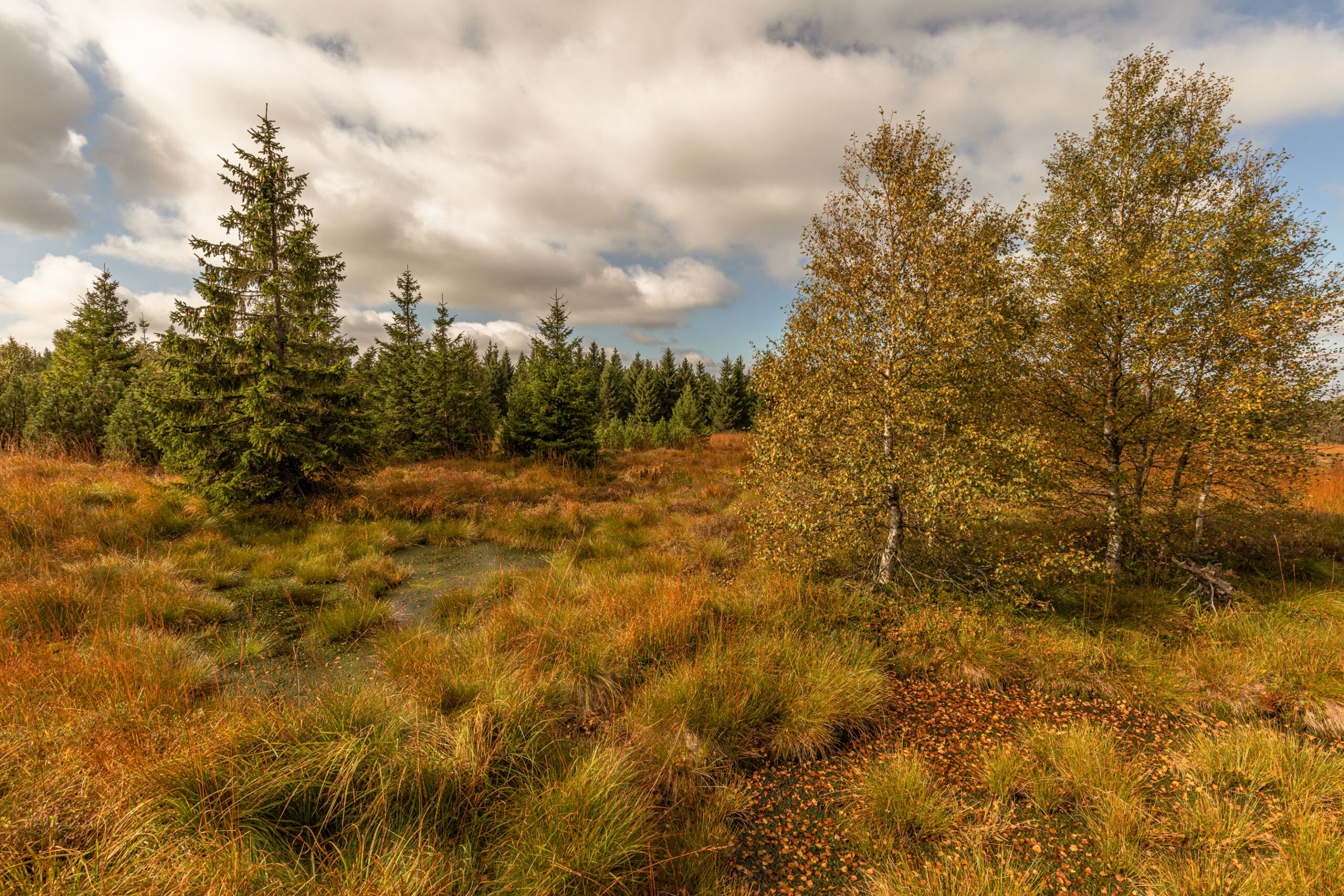 Georgenfelder Hochmoor im Osten vom Erzgebirge