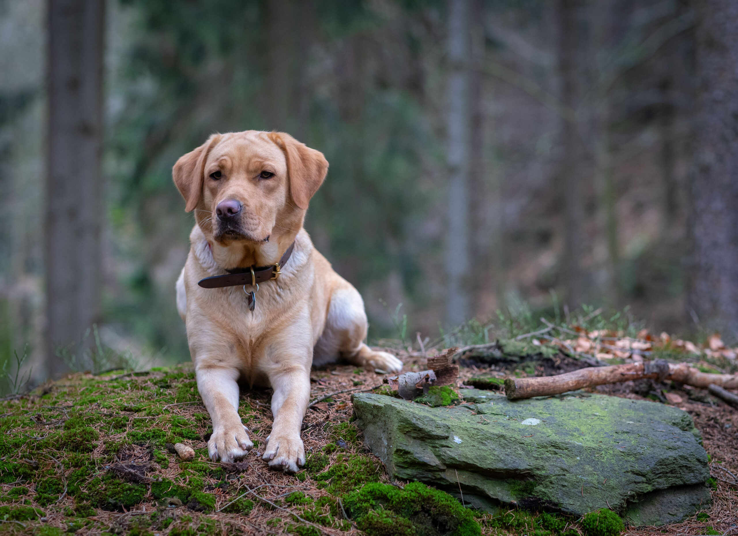 Labrador im Wald,Hunde und Pferdefotografie im Erzgebirge, Hunde und Pferdeshooting im Erzgebirge.