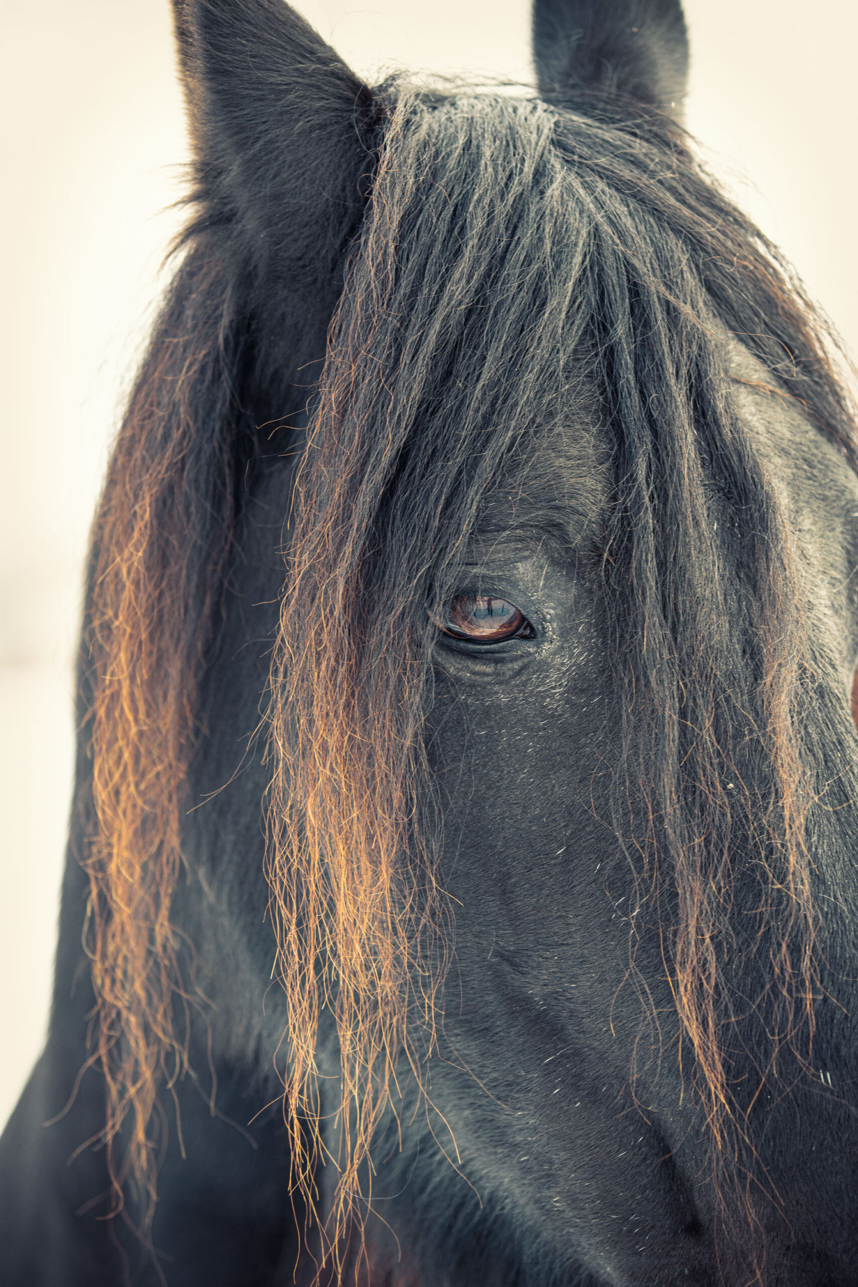 Headshot eines Pferdes, Hunde und Pferdefotografie im Erzgebirge, Hunde und Pferdeshooting im Erzgebirge.