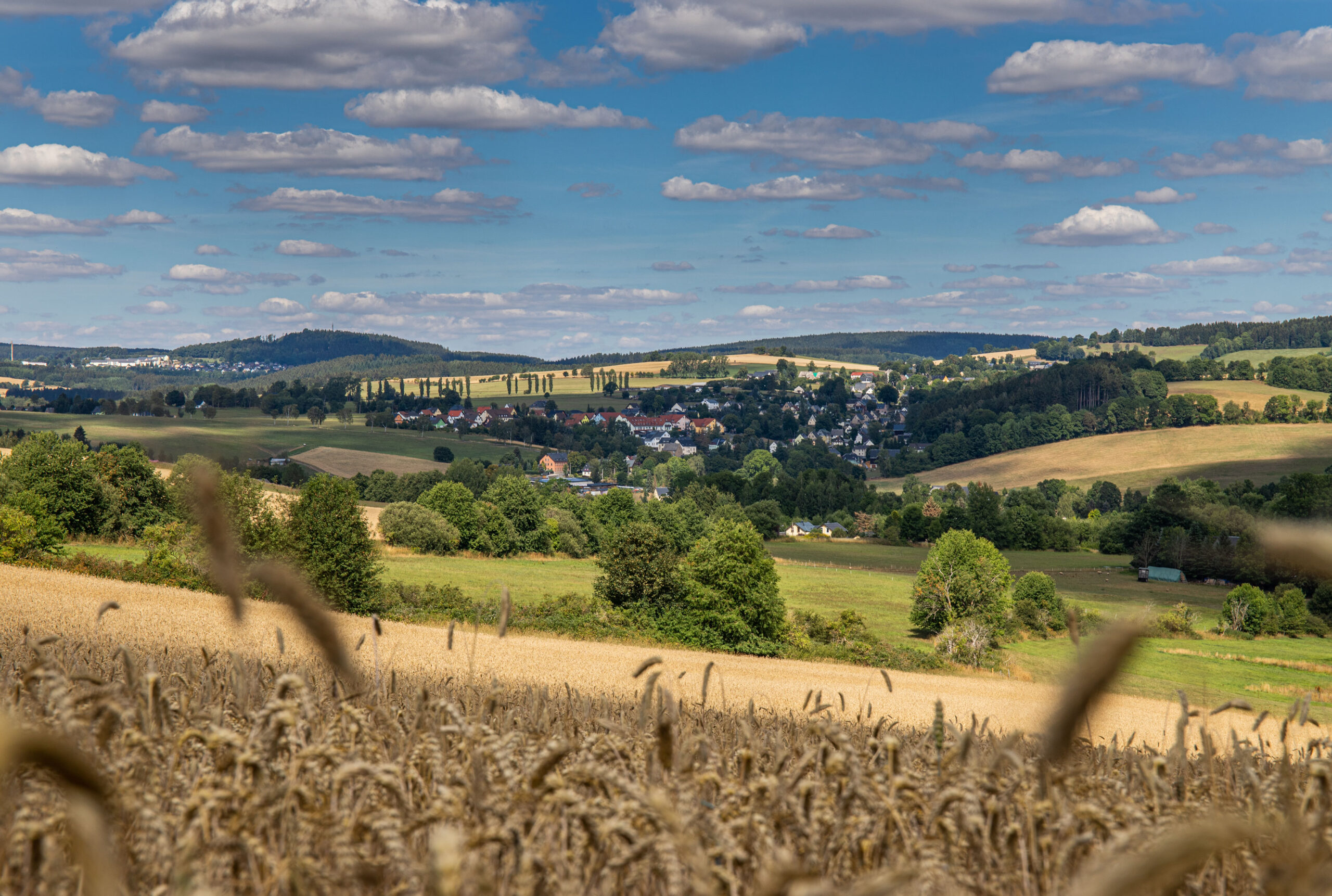 Blick über reifes Weizenfeld nach Schönfeld