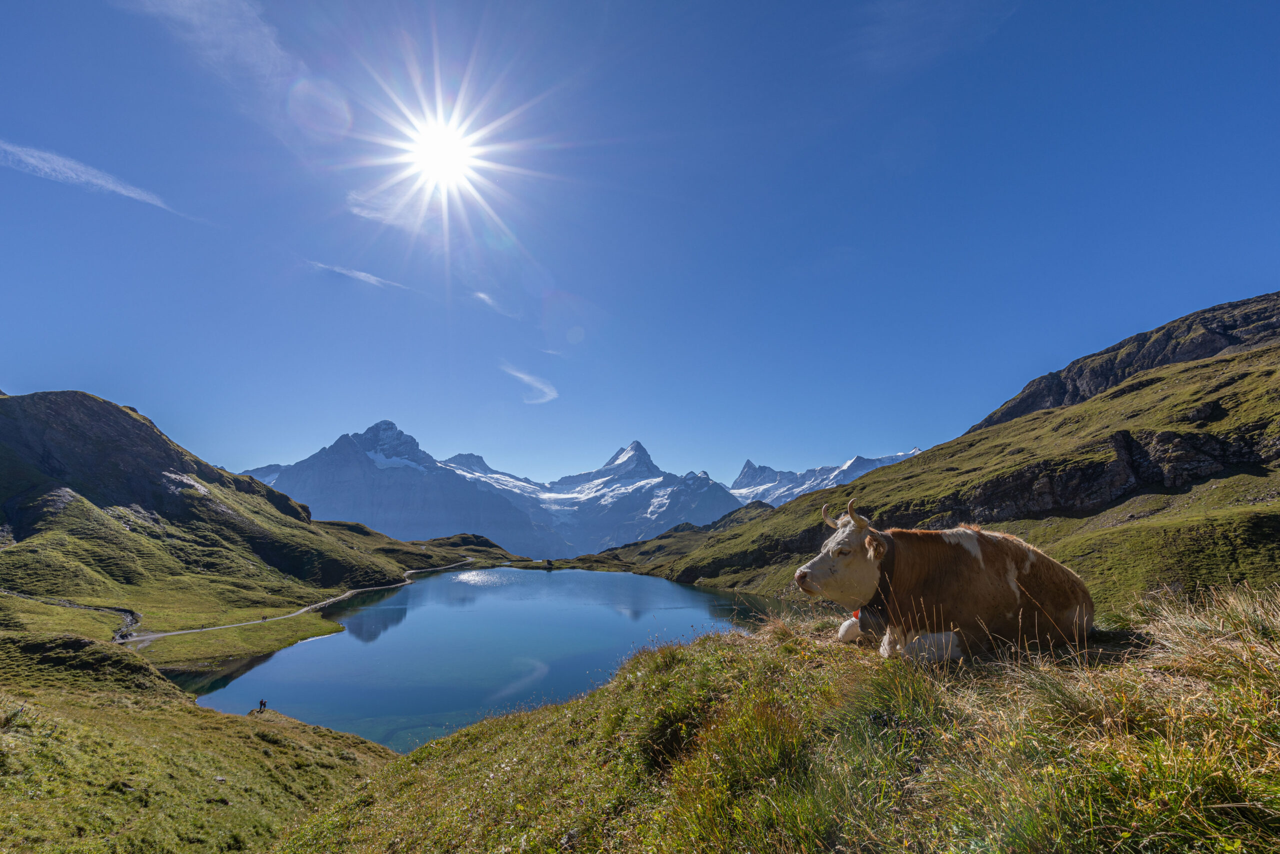 Eine Kuh in den Bergen der Schweiz