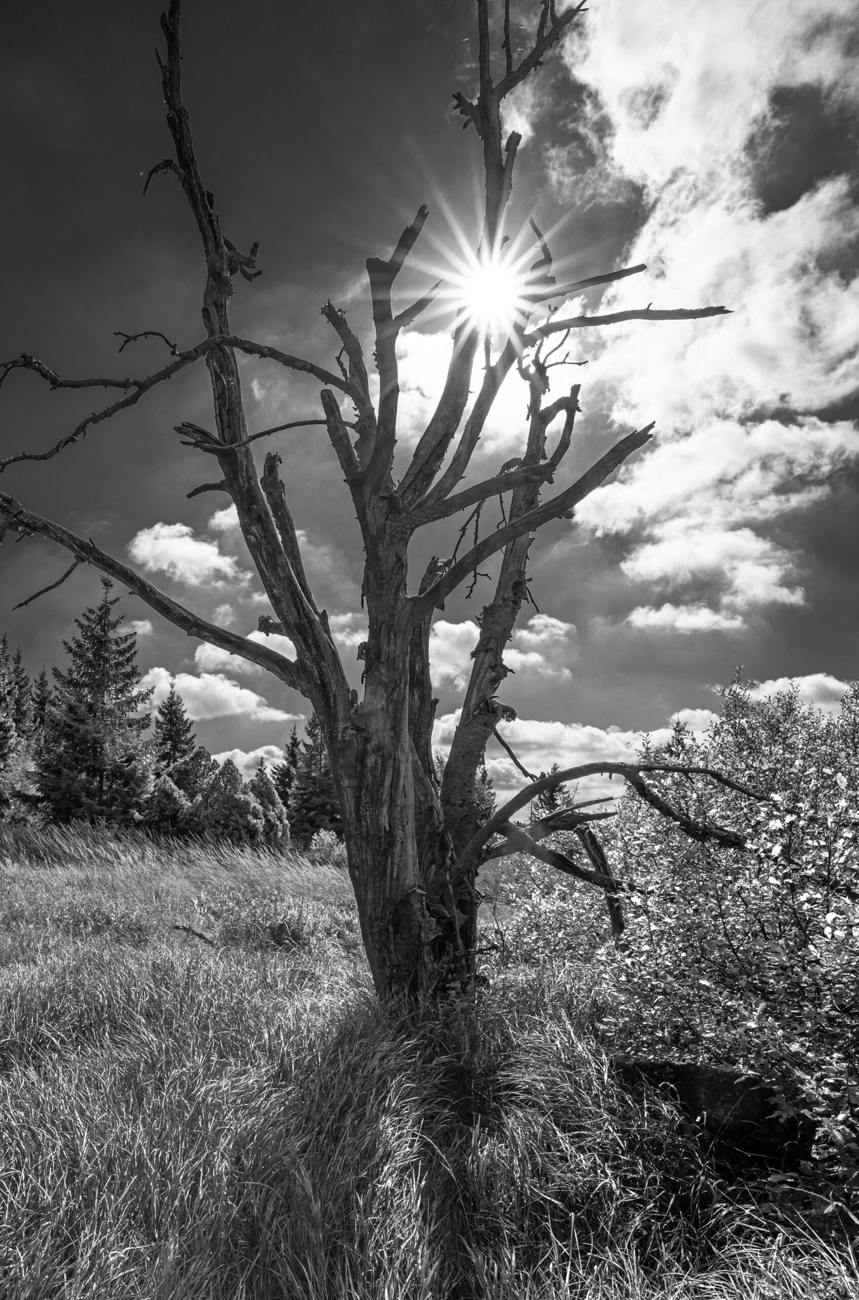 Abgestorbener Baum im Hochmoor Georgenfeld