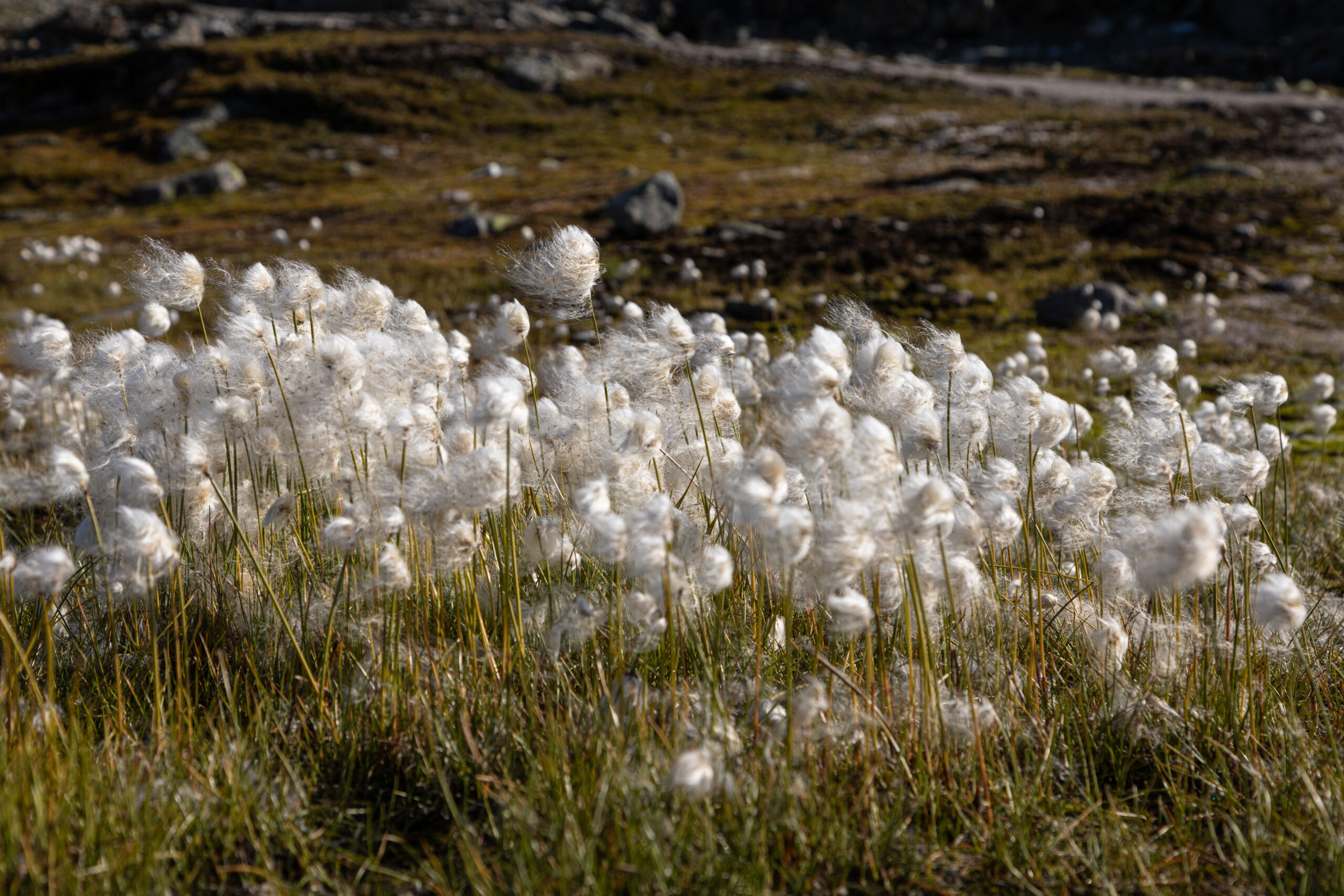 In den Hochebenen von Norwegen findet man diese Wollgräser