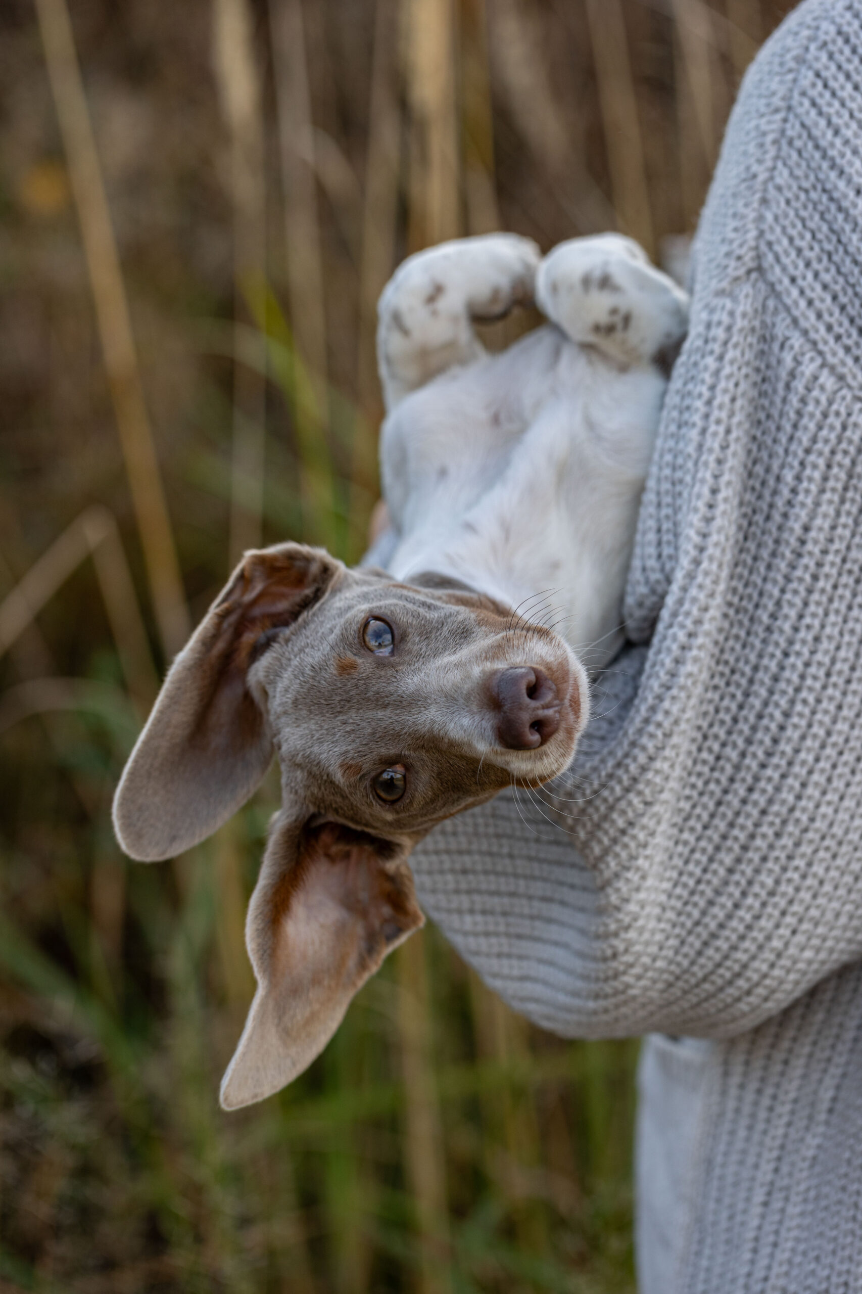 Kleiner Hund liegt mit dem Rücken auf den Armen eines Menschen und schaut drollig in die Kamera