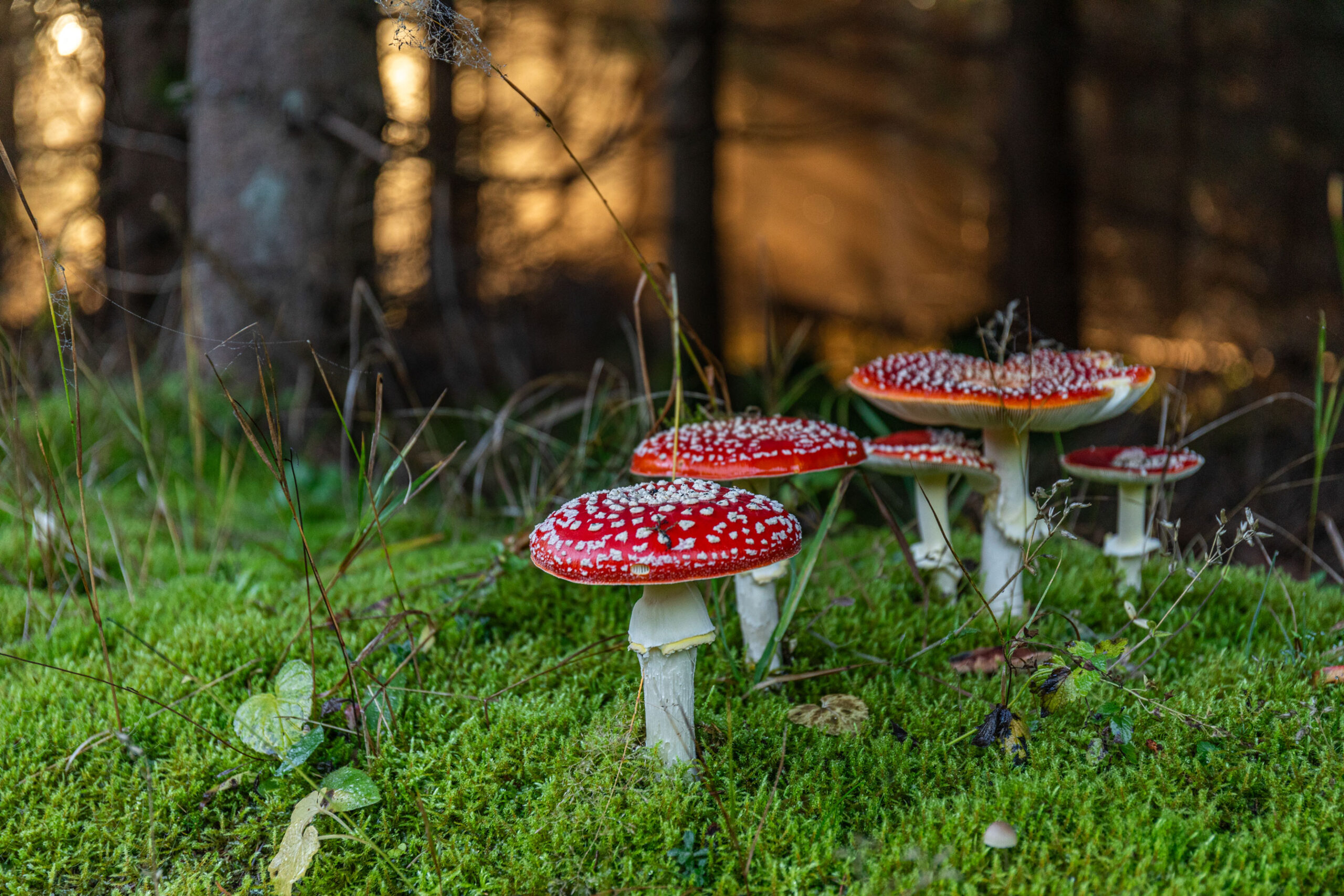 Fliegenpilzgruppe auf moosigem Waldboden