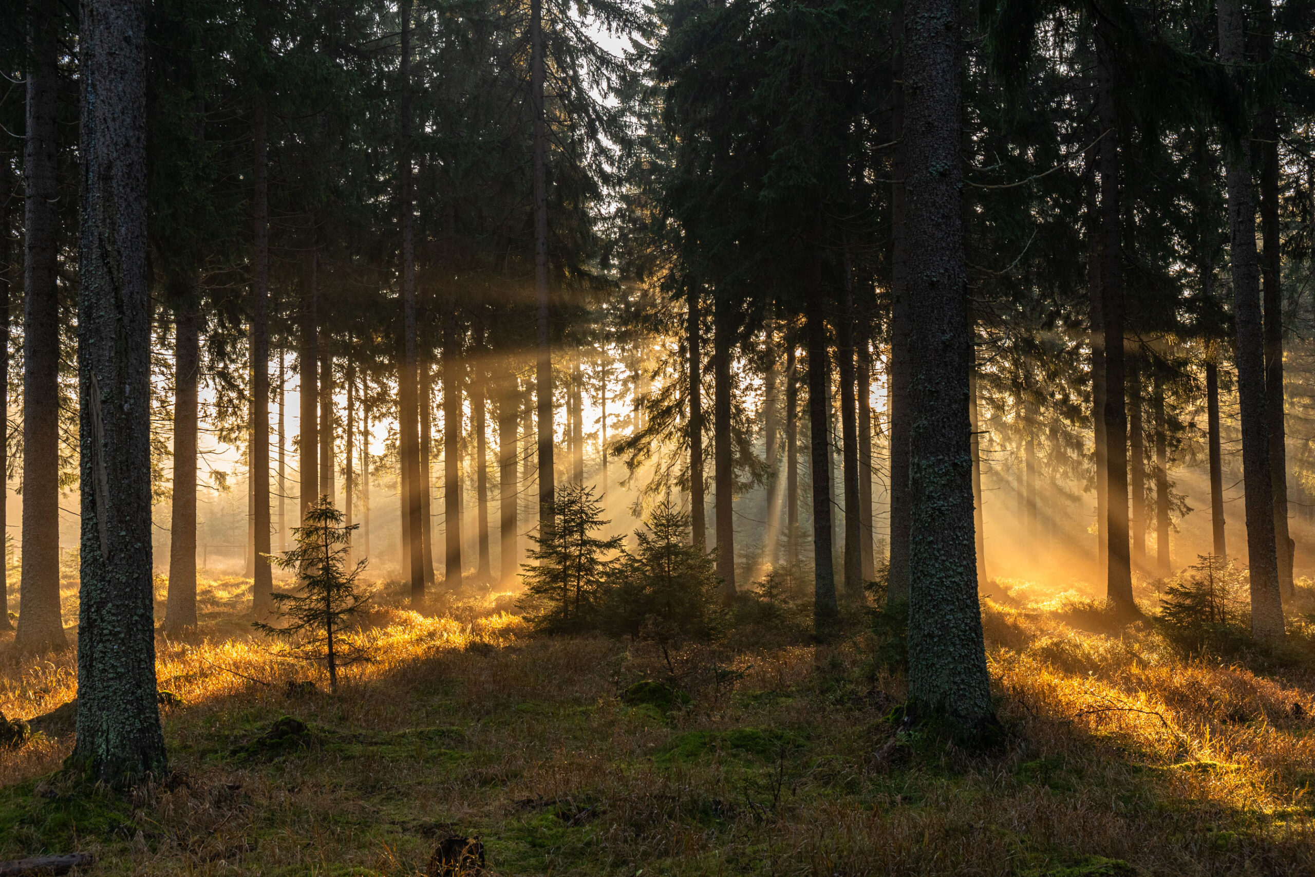 Morgendliche Sonnenstrahlen brechen sich im Nadelwald und ergeben schöne Lichtstrahlen