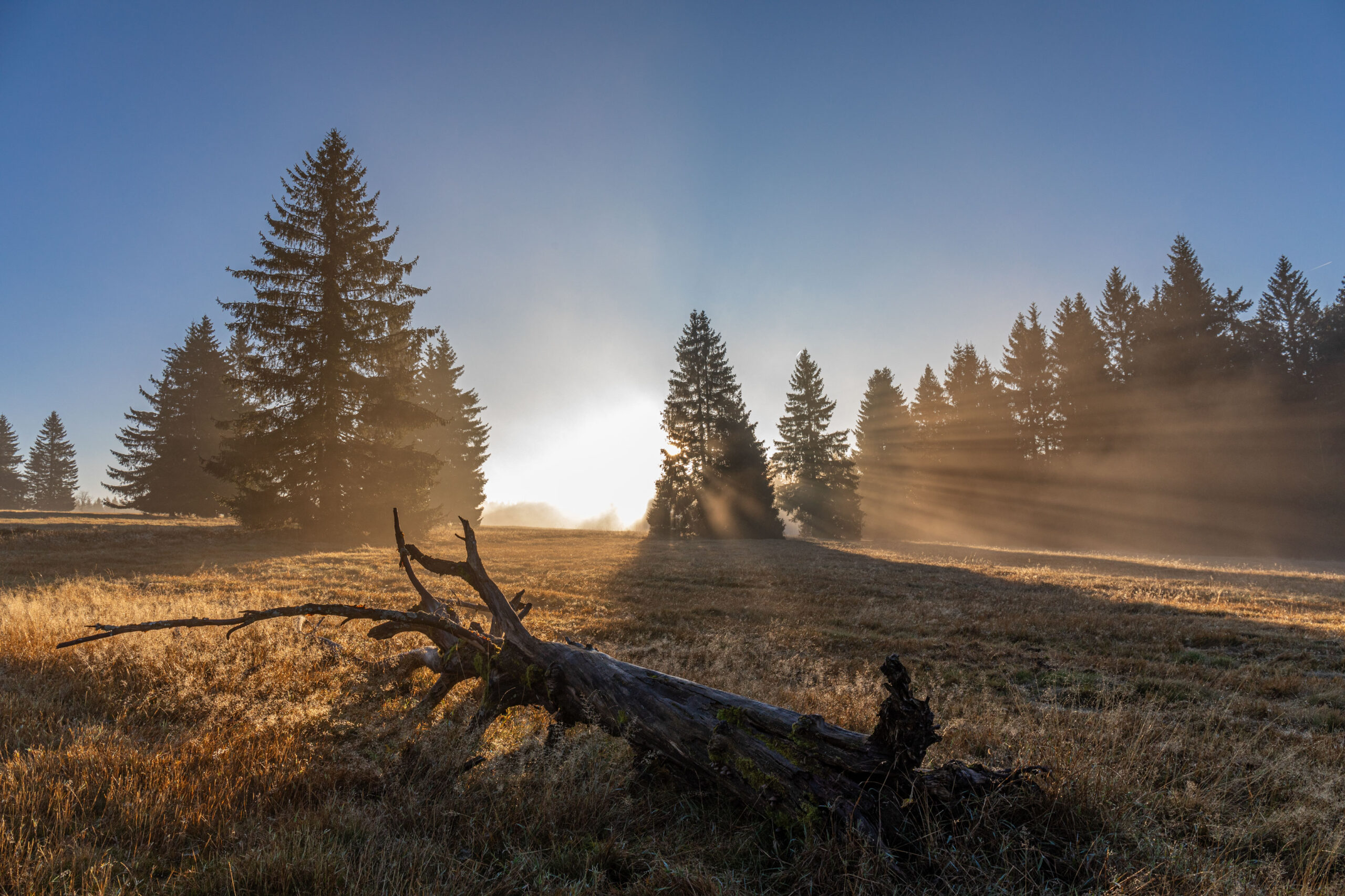 Sonnenlicht flutet durch eine Tanne und verbreitet mehrere Lichtstrahlen. Im Vordergrund liegt ein umgefallener toter Baum