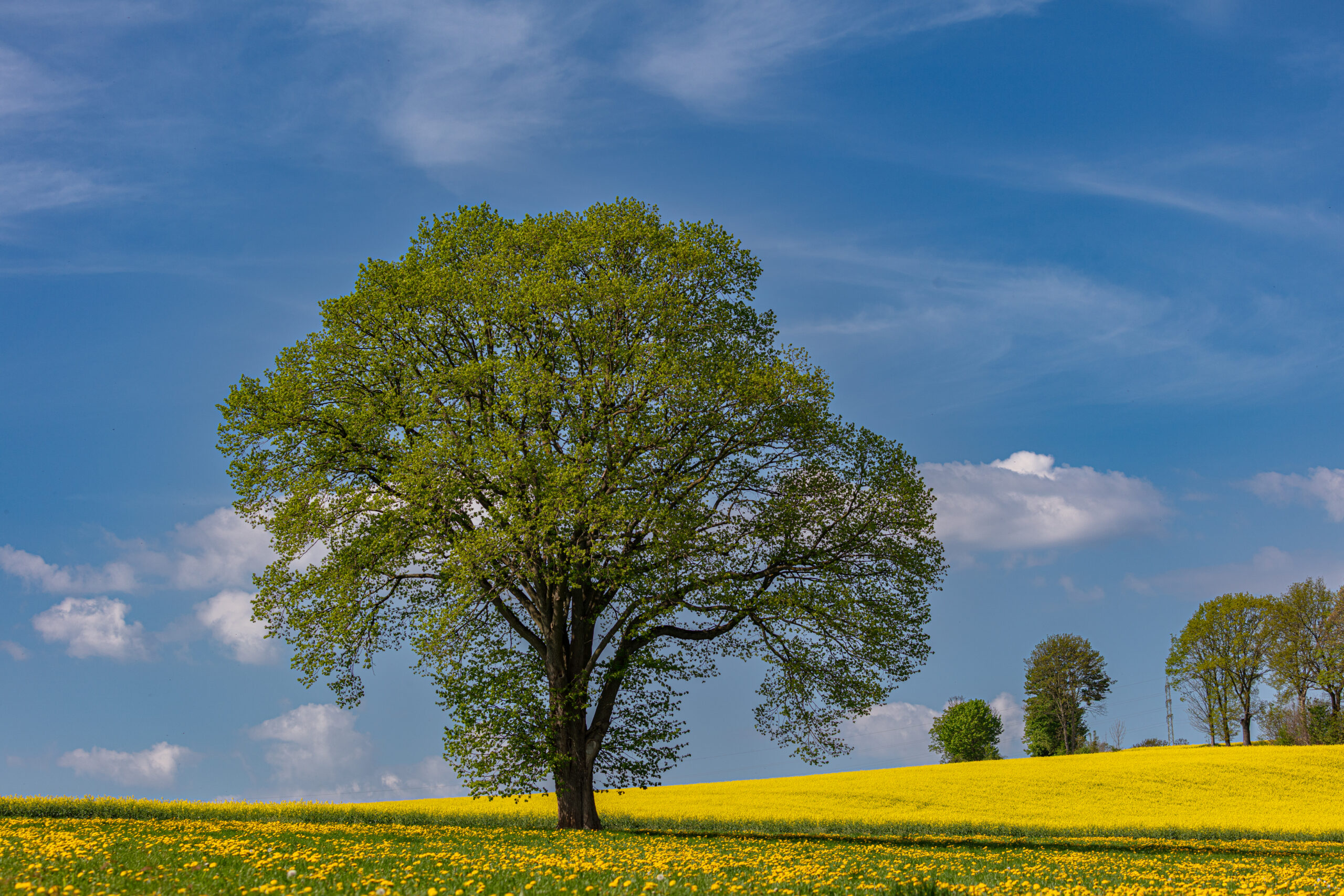 Einzelner Baum auf blühender Wiese mit weitem Himmel im Erzgebirge