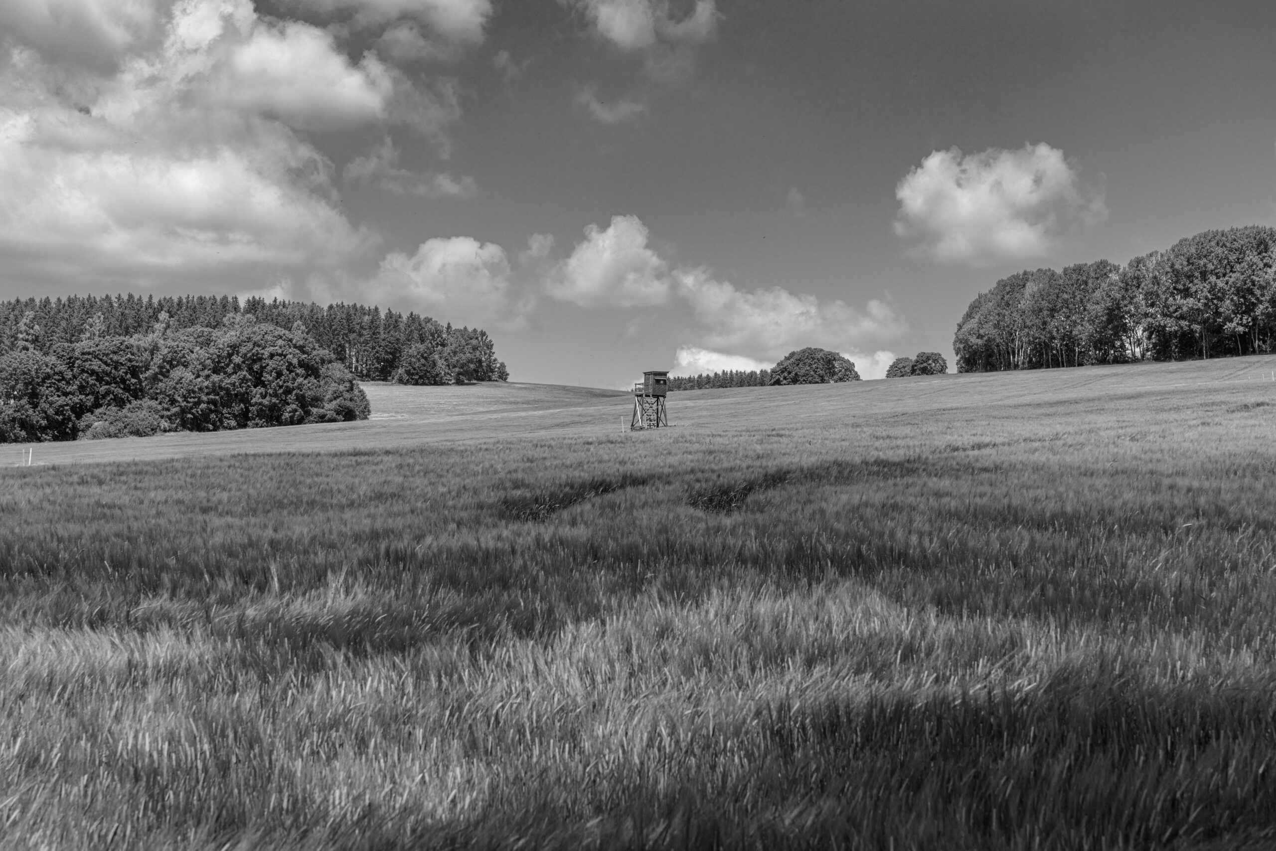 Weite Landschaft mit Hochsitz und Feldern im Erzgebirge in Schwarzweiß