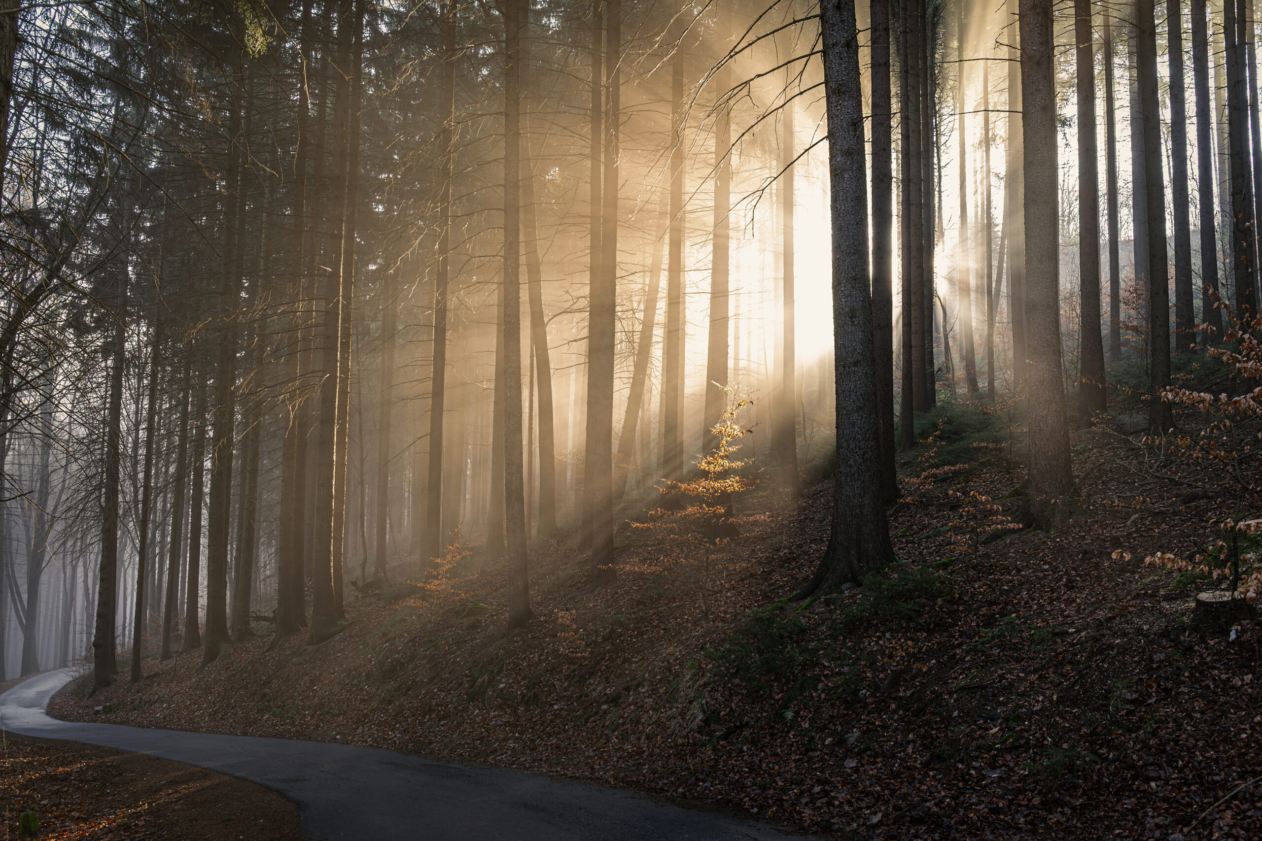 Sonnenstrahlen fallen durch einen dichten Wald entlang eines geschwungenen Weges