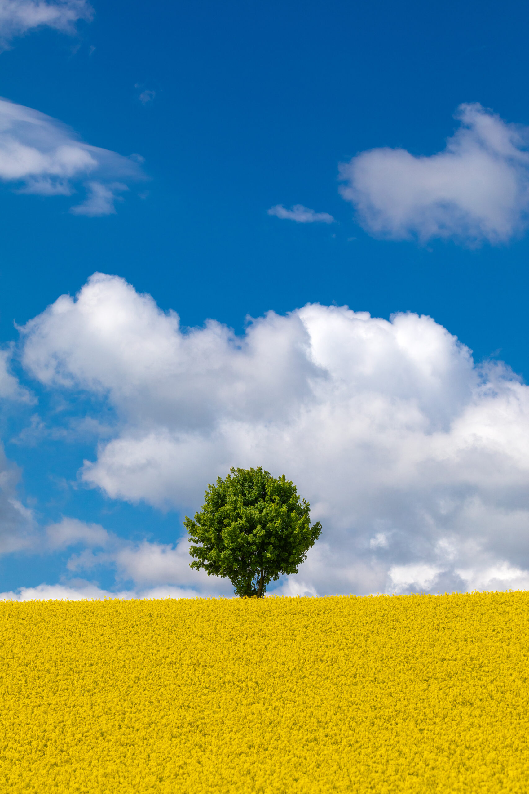 Einzelner Baum vor blauem Himmel über gelbem Rapsfeld