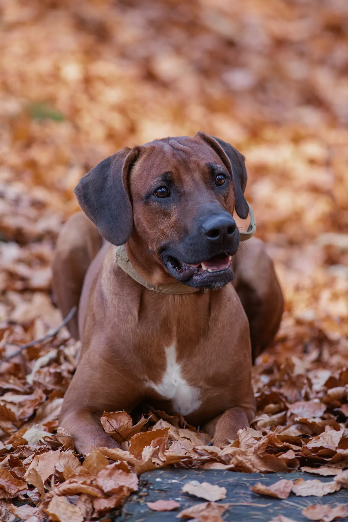 Ein Rhodesian Ridgeback mit einem weißen Fleck auf der Brust liegt auf Herbstblättern und schaut aufmerksam mit leicht geöffnetem Maul.