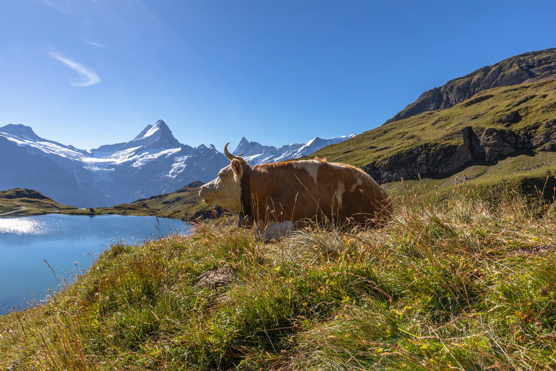 Eine braun-weiße Kuh liegt auf einer Wiese in der Nähe des klaren Bachalpsees, mit schneebedeckten Bergen und einem blauen Himmel im Hintergrund.