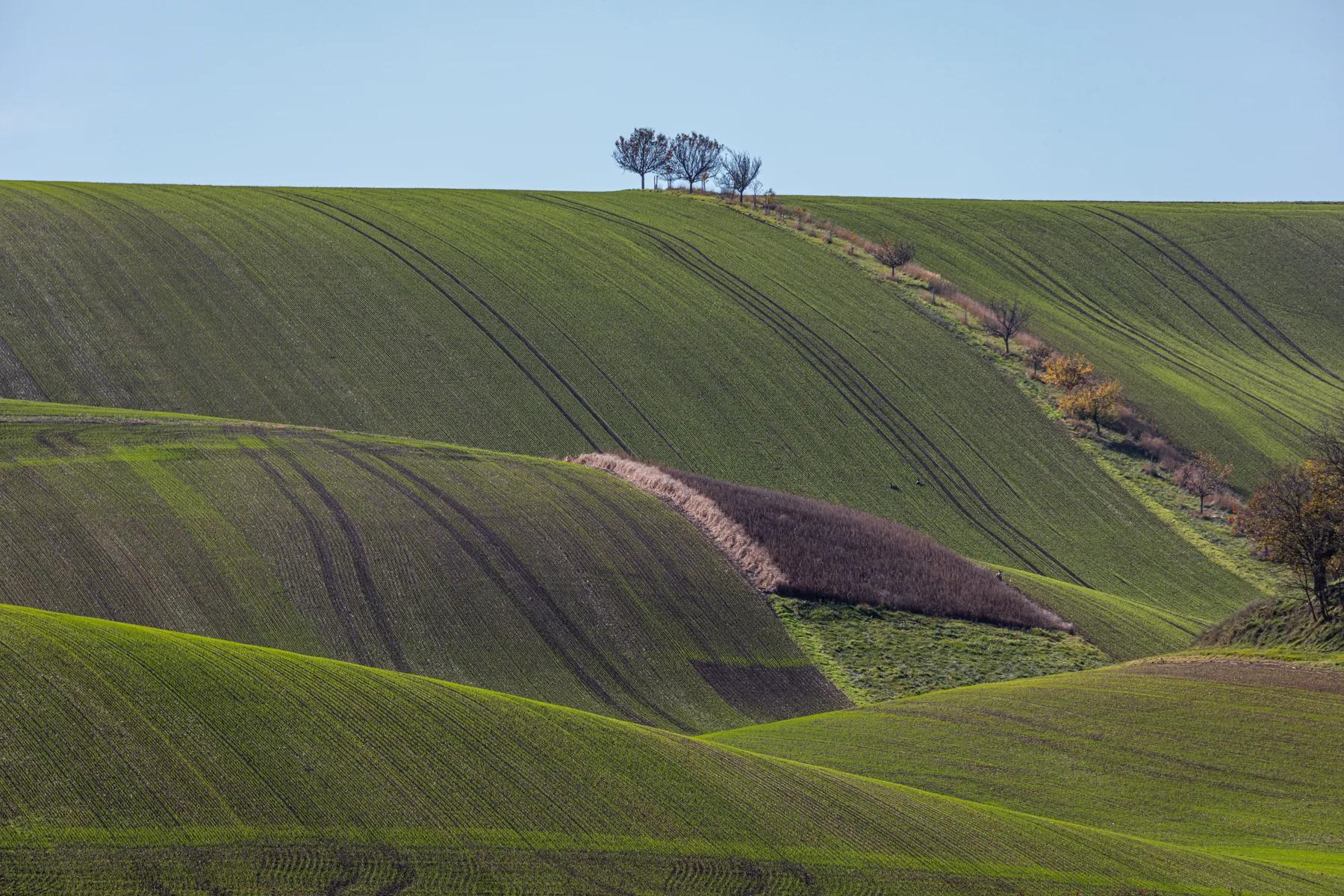 Die sanft geschwungenen grünen Hügel in der Mährischen Toskana zeigen subtile Traktorlinien für einen Wellblechlandschaftseffekt, während ein paar kahle Bäume auf einem Hügel in der Nähe des Horizonts unter einem klaren blauen Himmel einen auffälligen Kontrast zum üppigen Feld bilden.