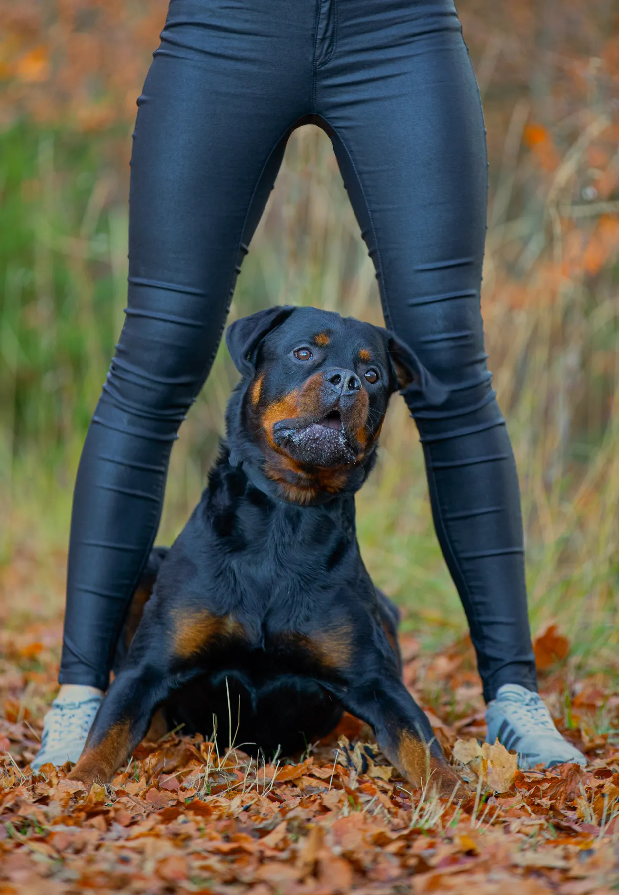 Ein großer Rottweiler sitzt auf Herbstblättern zwischen den Beinen einer Frau, die eine schwarze Hose und weiße Turnschuhe trägt. Von der Frau ist der Oberkörper nicht zu sehen. Der Hintergrund ist unscharf mit Herbstlaub.