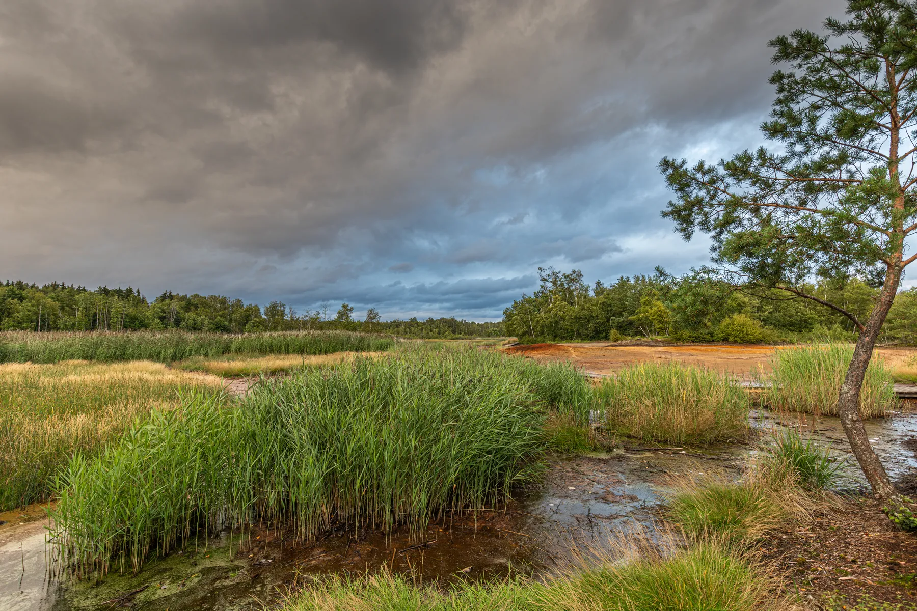 Eine malerische Ansicht von Moor Soos zeigt hohe grüne Gräser und Bäume unter einem dramatischen Sonnenuntergangshimmel. Warmes Licht hebt die Wolken hervor, während ein schwacher Regenbogen über der Sumpflandschaft erscheint.
