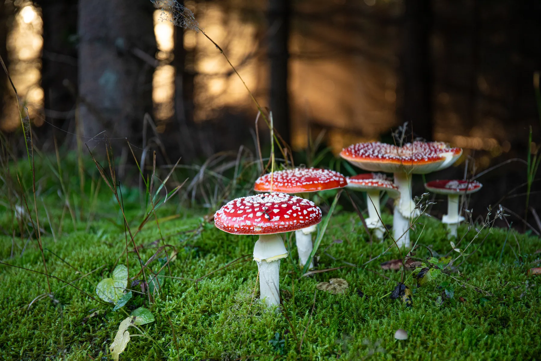 Fliegenpilze im moosigen Waldboden bei warmem Gegenlicht