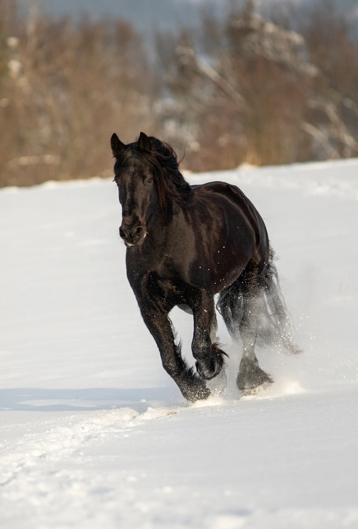 Eine Friesenstute galoppiert energisch durch ein verschneites Feld und wirbelt dabei Schnee auf. Die verschwommenen Bäume im Hintergrund sind mit Winterfrost bestäubt.