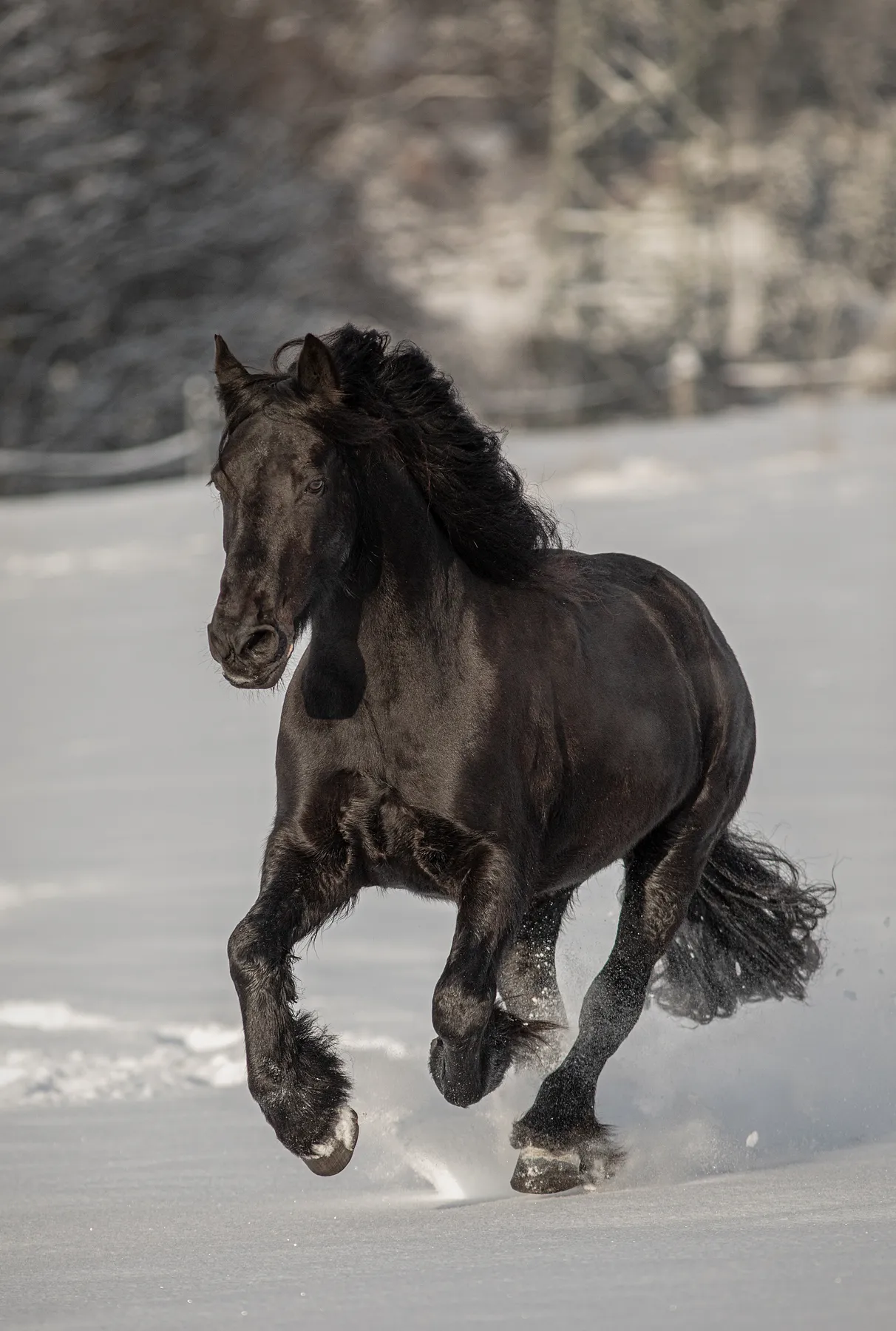 Eine Friesenstute voller Kraft und Energie galoppiert durch den Schnee, mit wehender schwarzer Mähne und angehobenen Beinen, während der Pulverschnee vor einer verschwommenen, winterlichen Kulisse um ihre Hufe herumwirbelt.