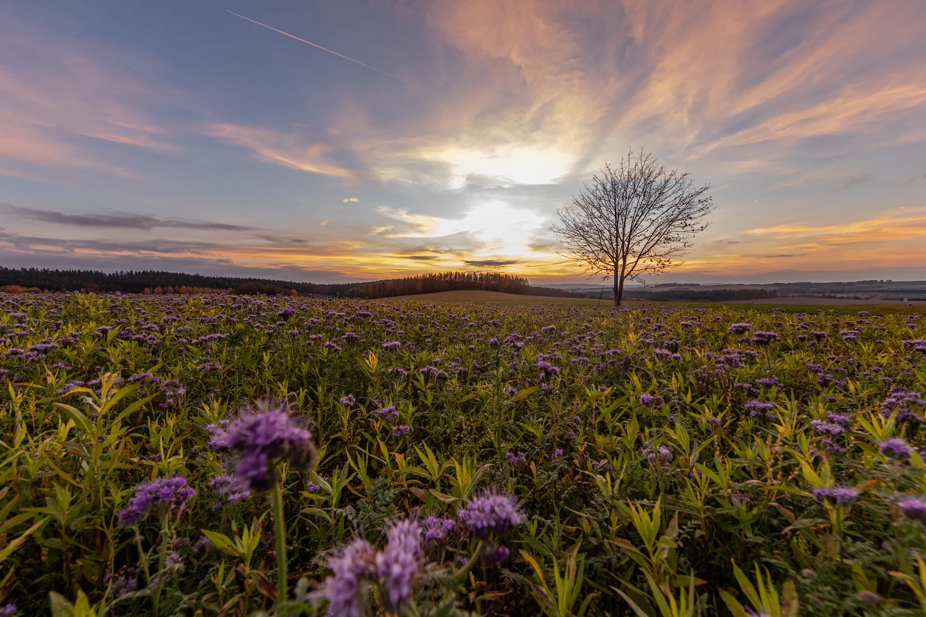 Blühende Wiese mit einzelnem Baum bei farbigem Sonnenuntergang