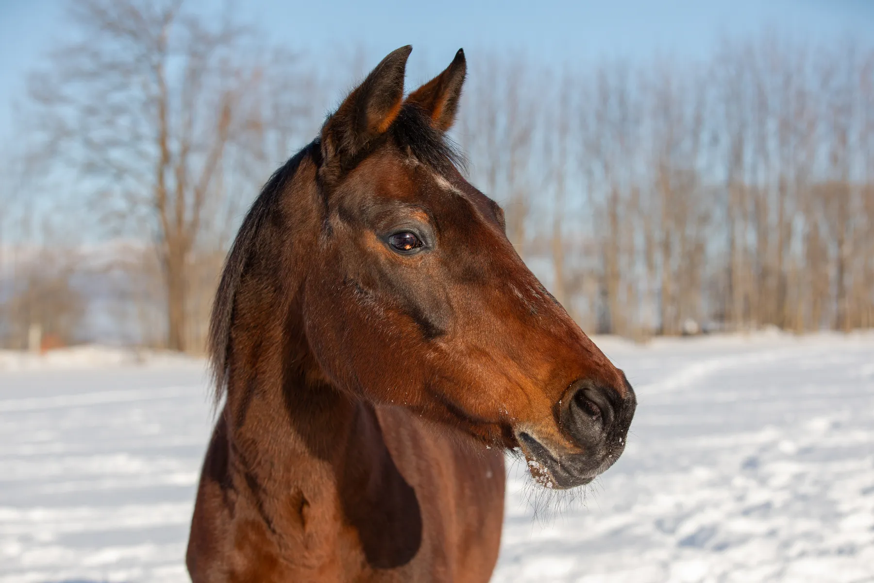 Ein braunes Pferd mit dunkler Mähne steht im Freien auf einem verschneiten Feld, mit kahlen Bäumen und einem klaren blauen Himmel im Hintergrund. Der Fokus des Bildes liegt auf dem Kopf des Pferdes