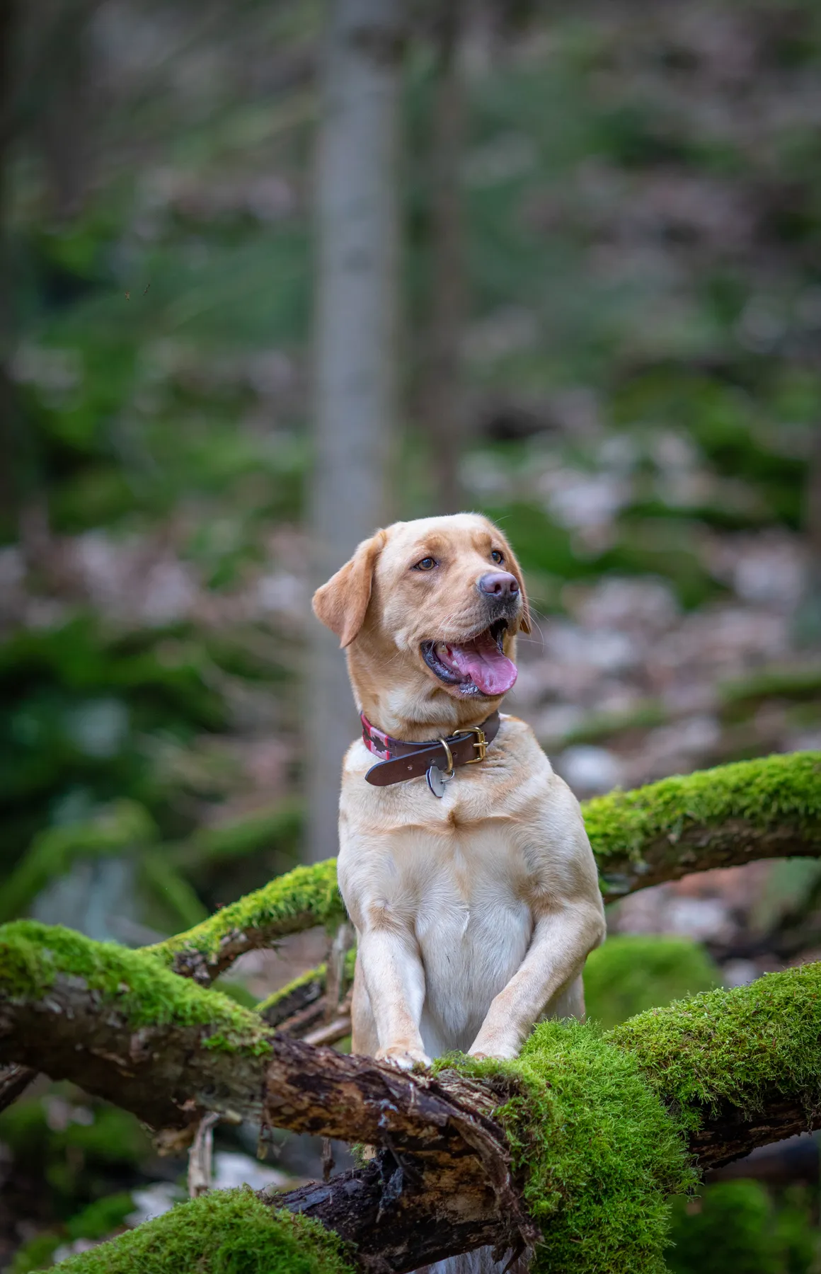 Ein Labrador steht mit seinen Vorderpfoten auf einem moosbewachsenen umgestürzten Baum im Wald und schaut mit offenem Maul und herausgestreckter Zunge zur Seite.
