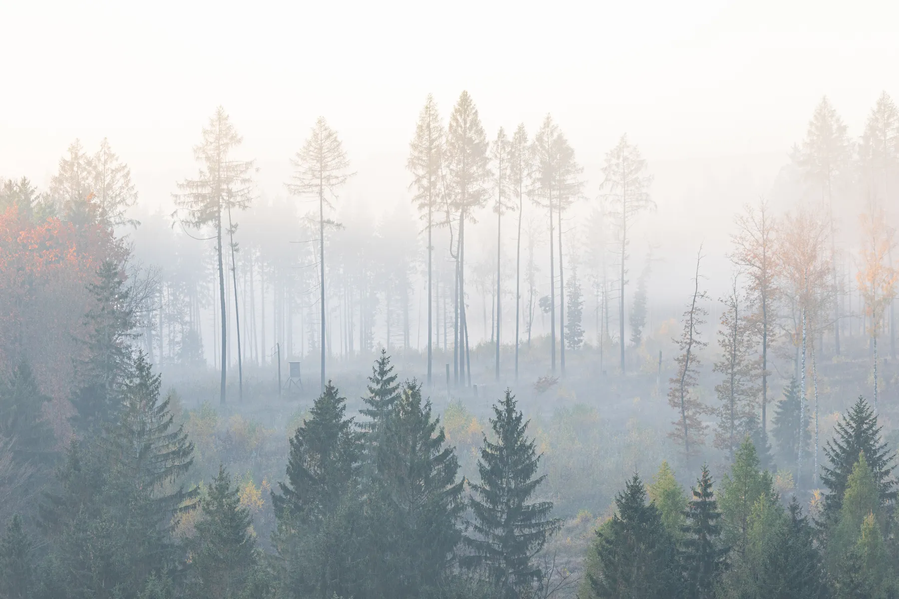 Morgennebel über dichtem Wald mit sanften Lichtverläufen im Erzgebirge
